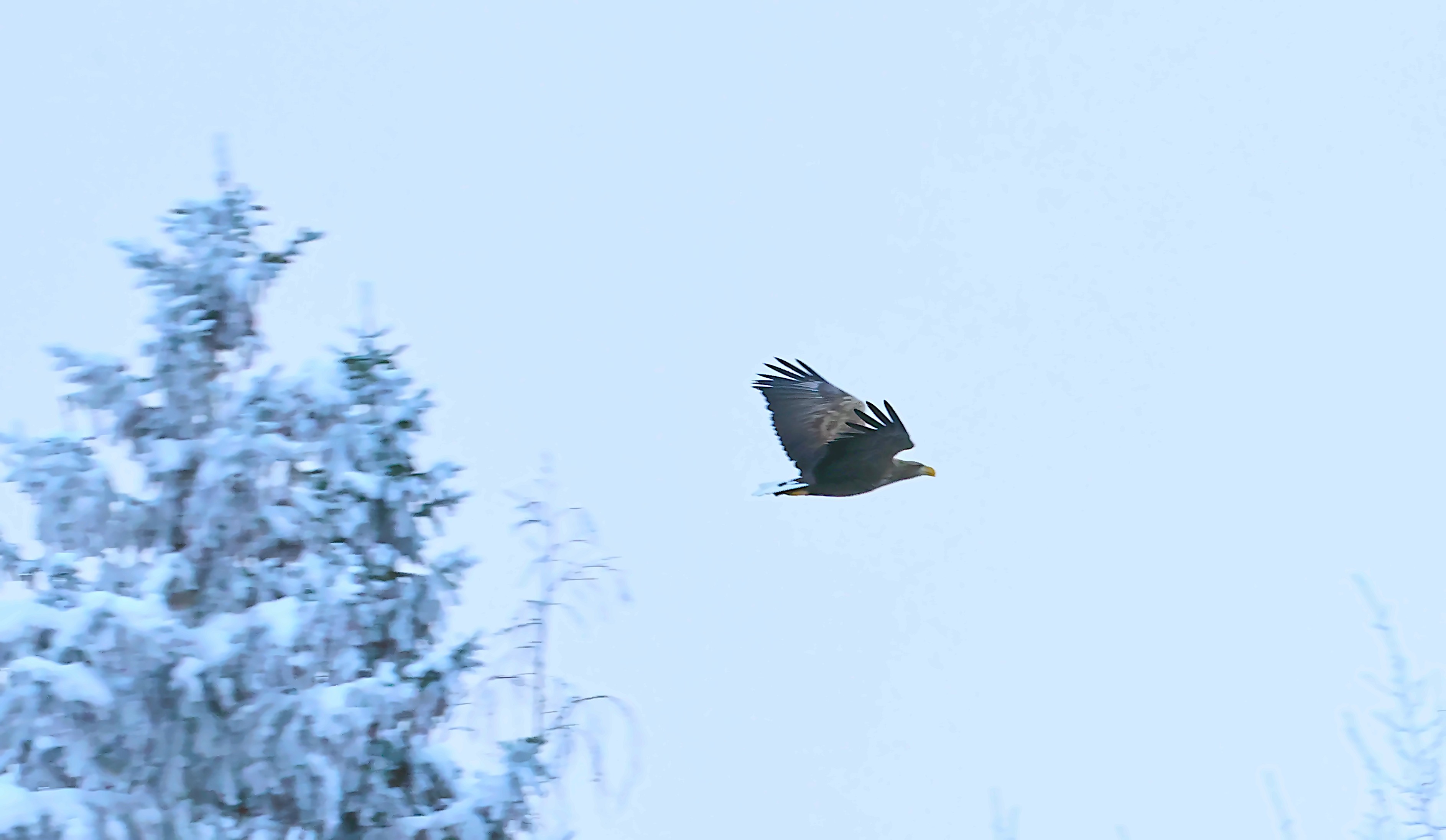 Tailed Eagle.jpg