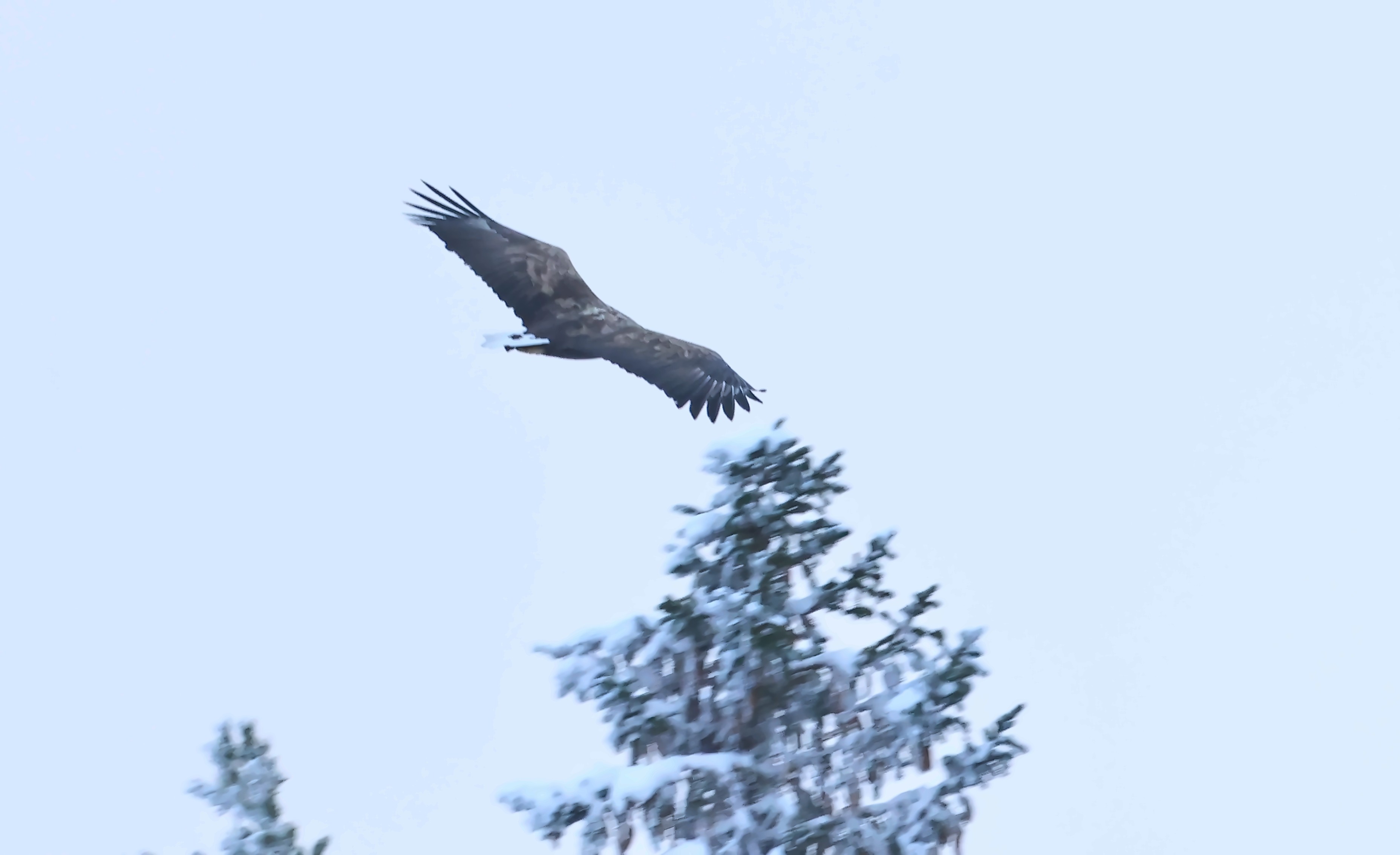 Tailed Eagle.jpg