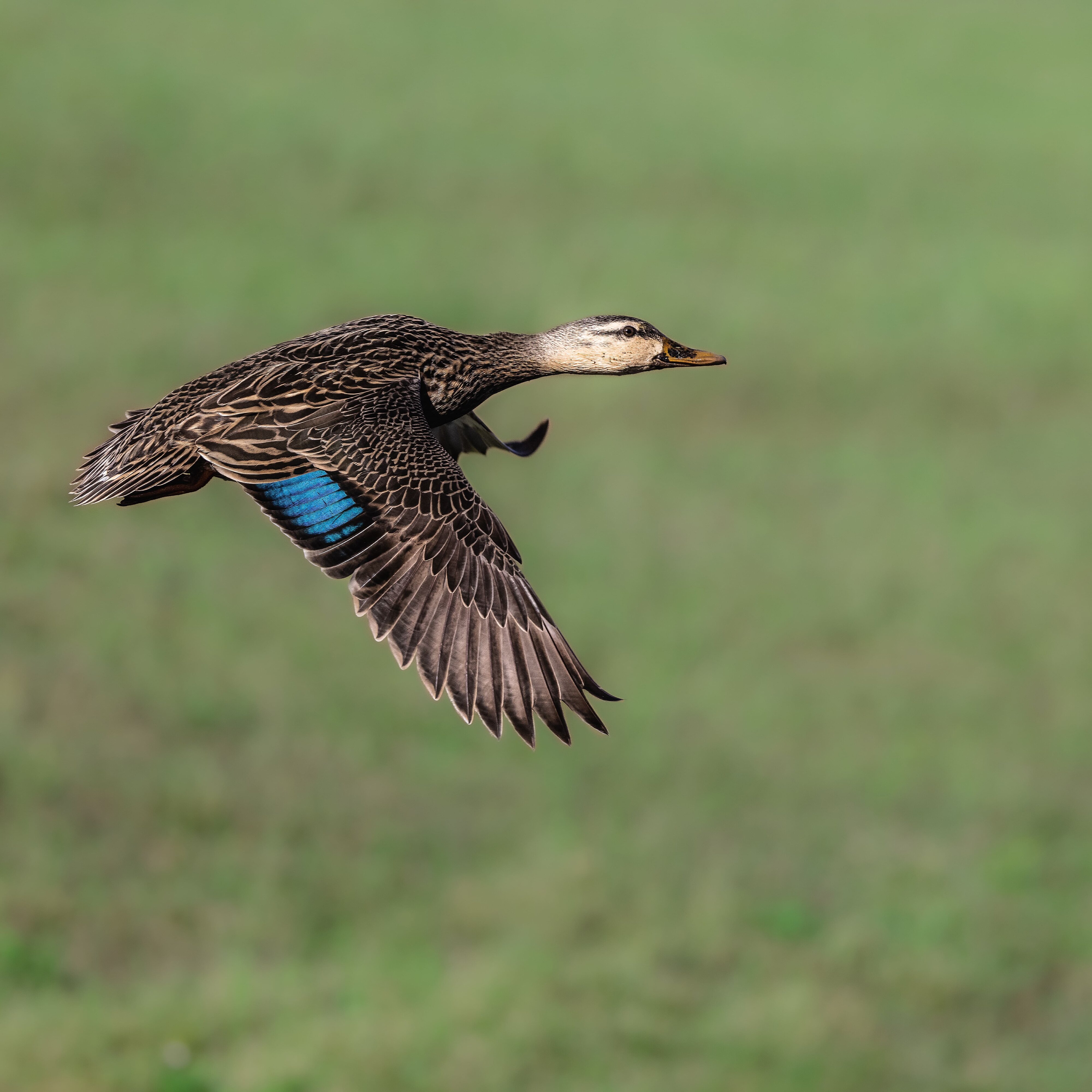 Takeoff wings