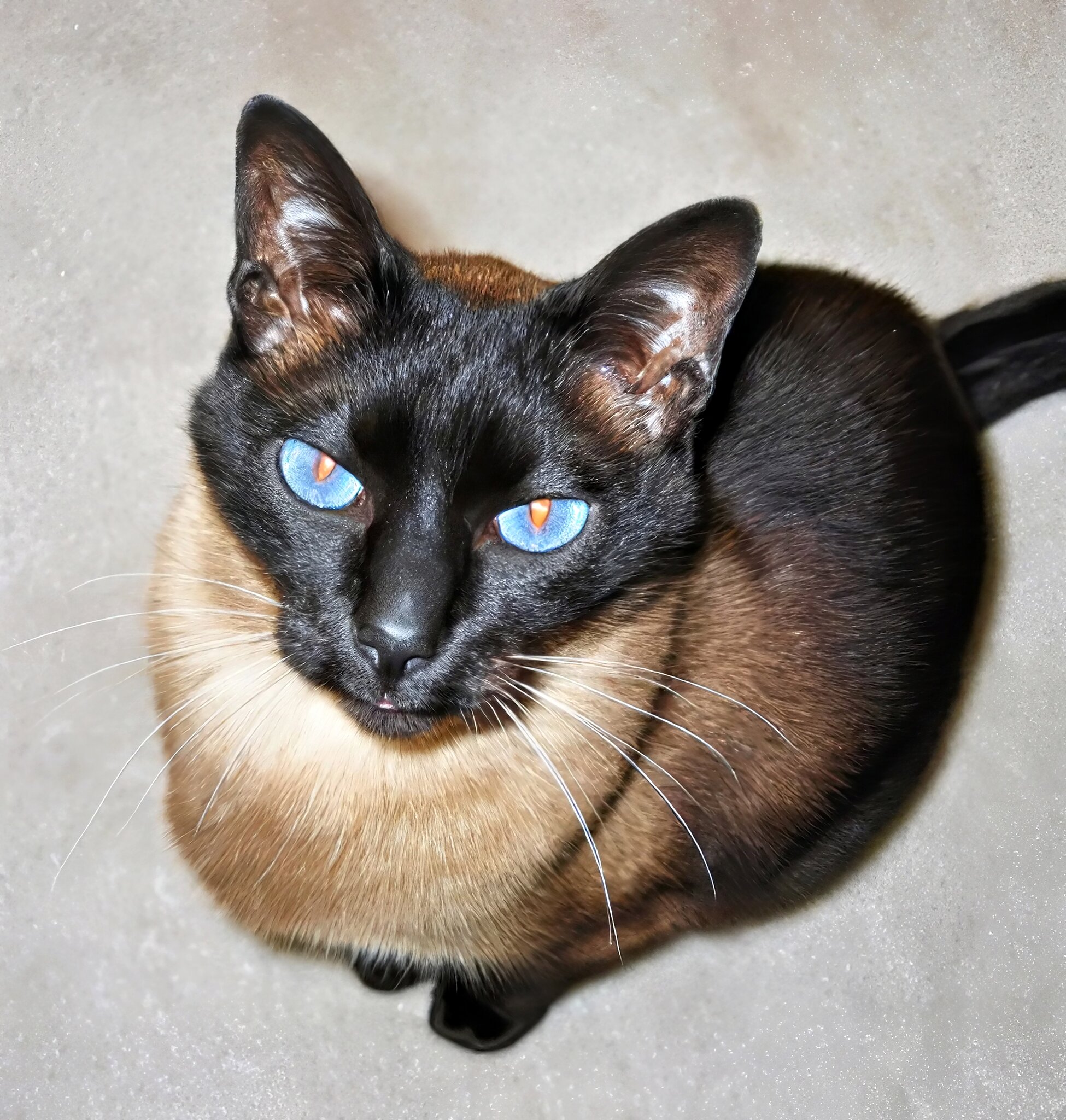 TaoCat.jpg