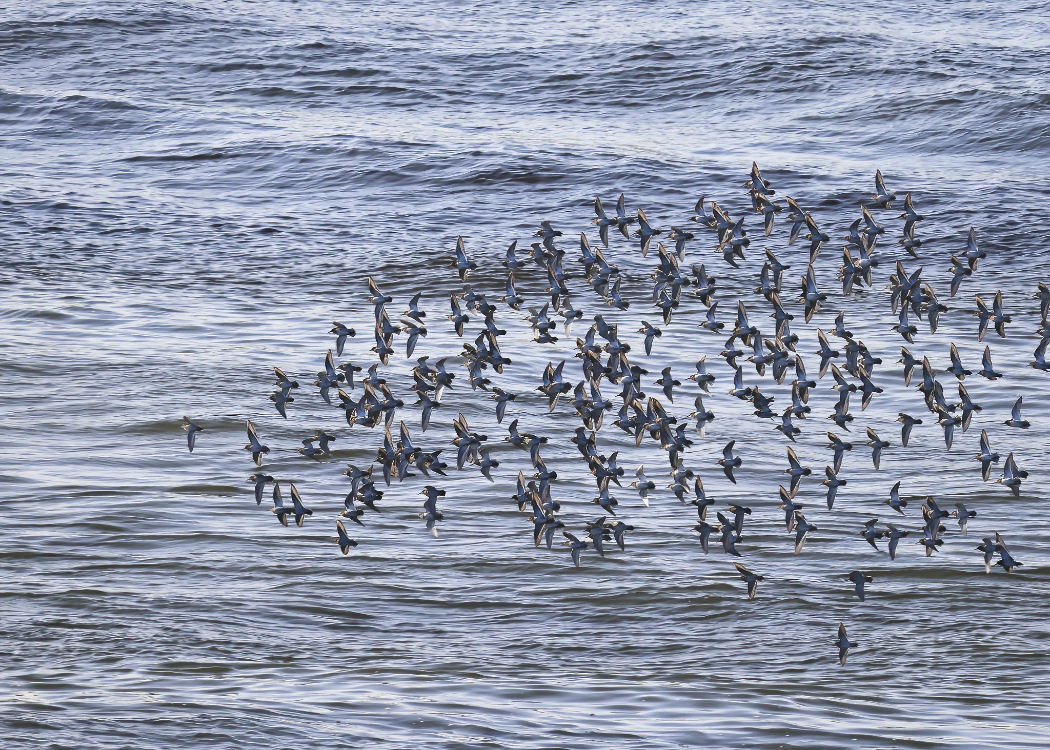 Terns-Aberdeen-Harbour.jpg