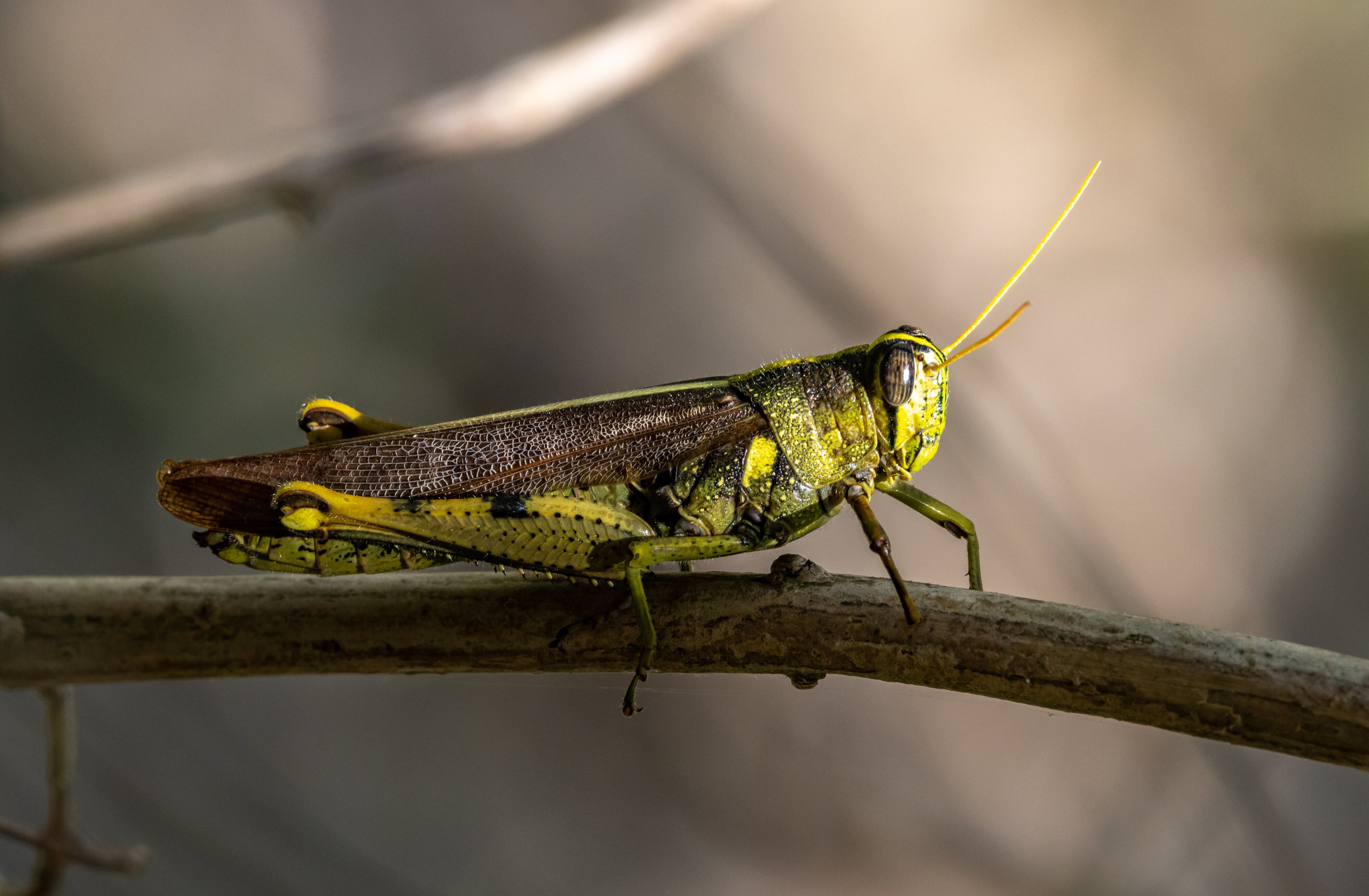 Texas hopper