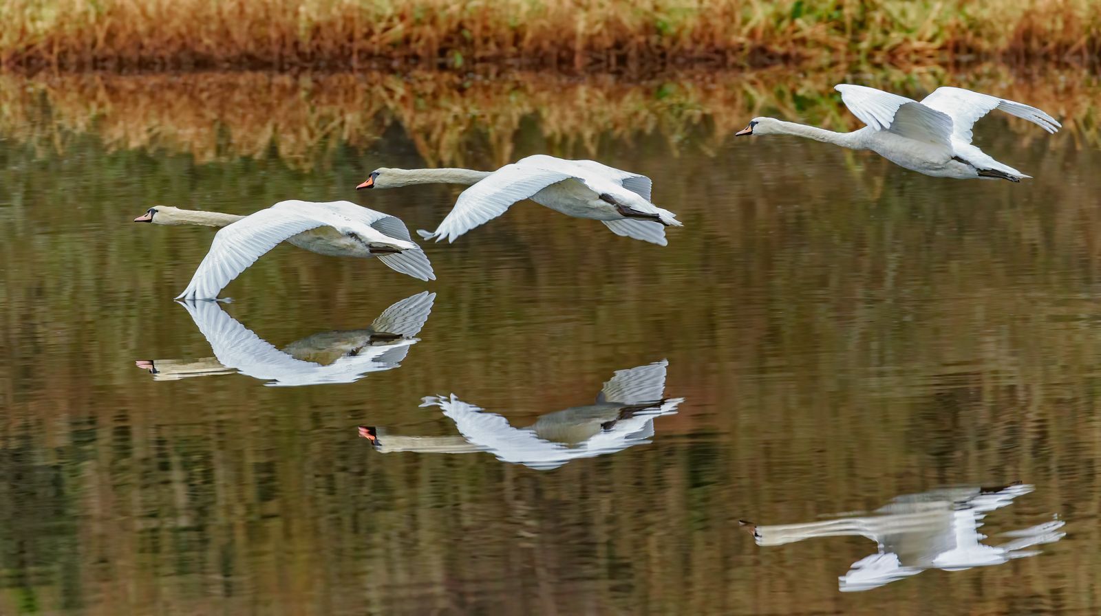 The Children of Lir.jpg