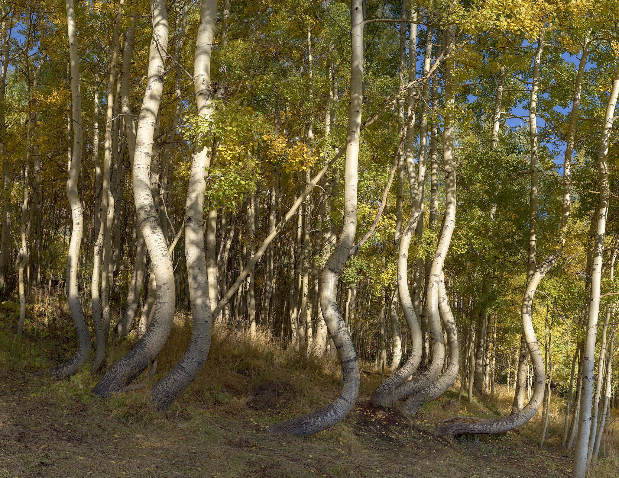 The Dancing Aspens of Ophir Colorado -- 5.49 Gigapixel Wall Mural