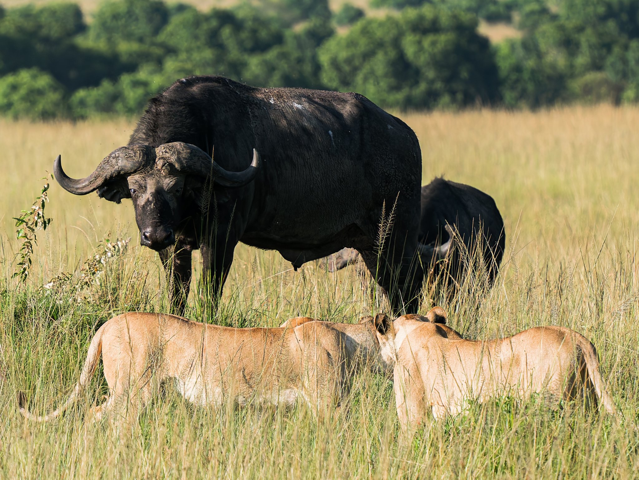 The Face Off, Masai Mara Kenya.jpg