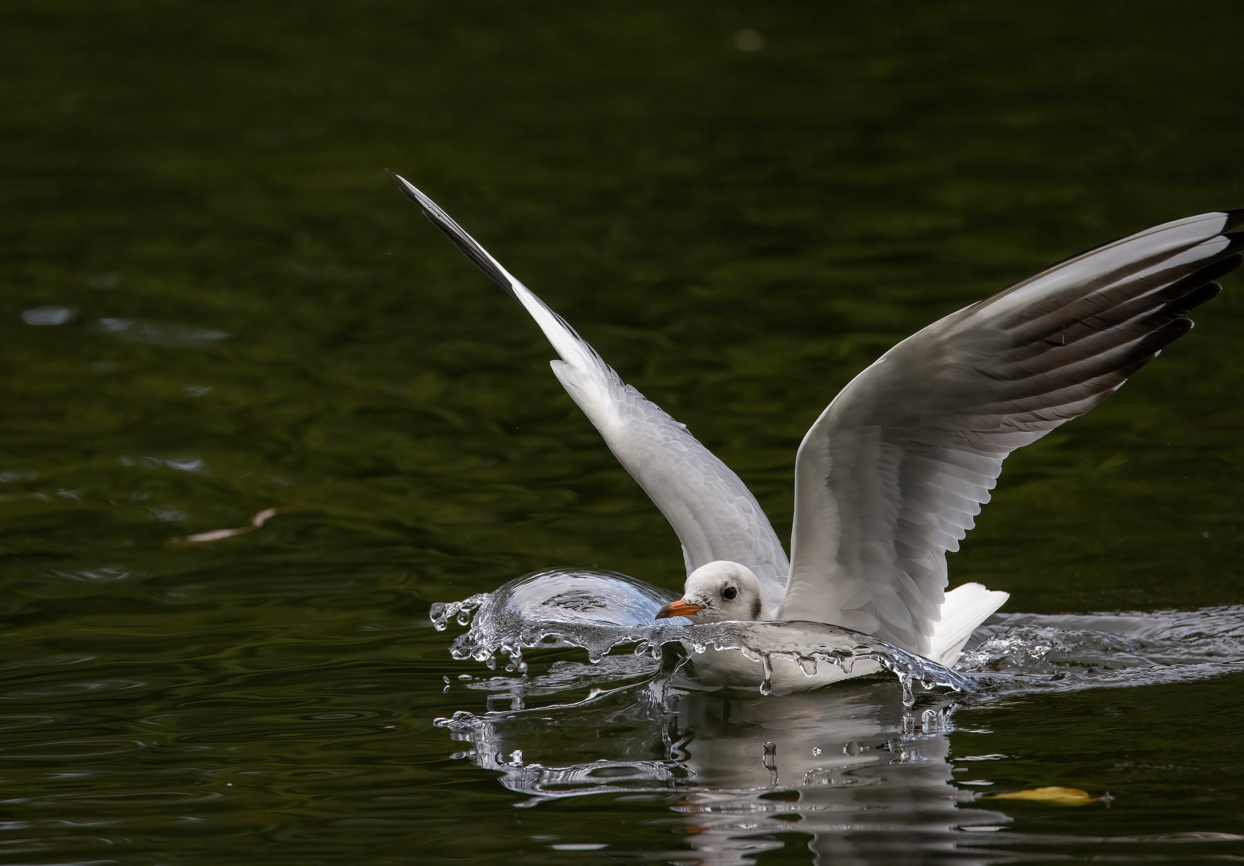 The Landing, Black Headed Gull