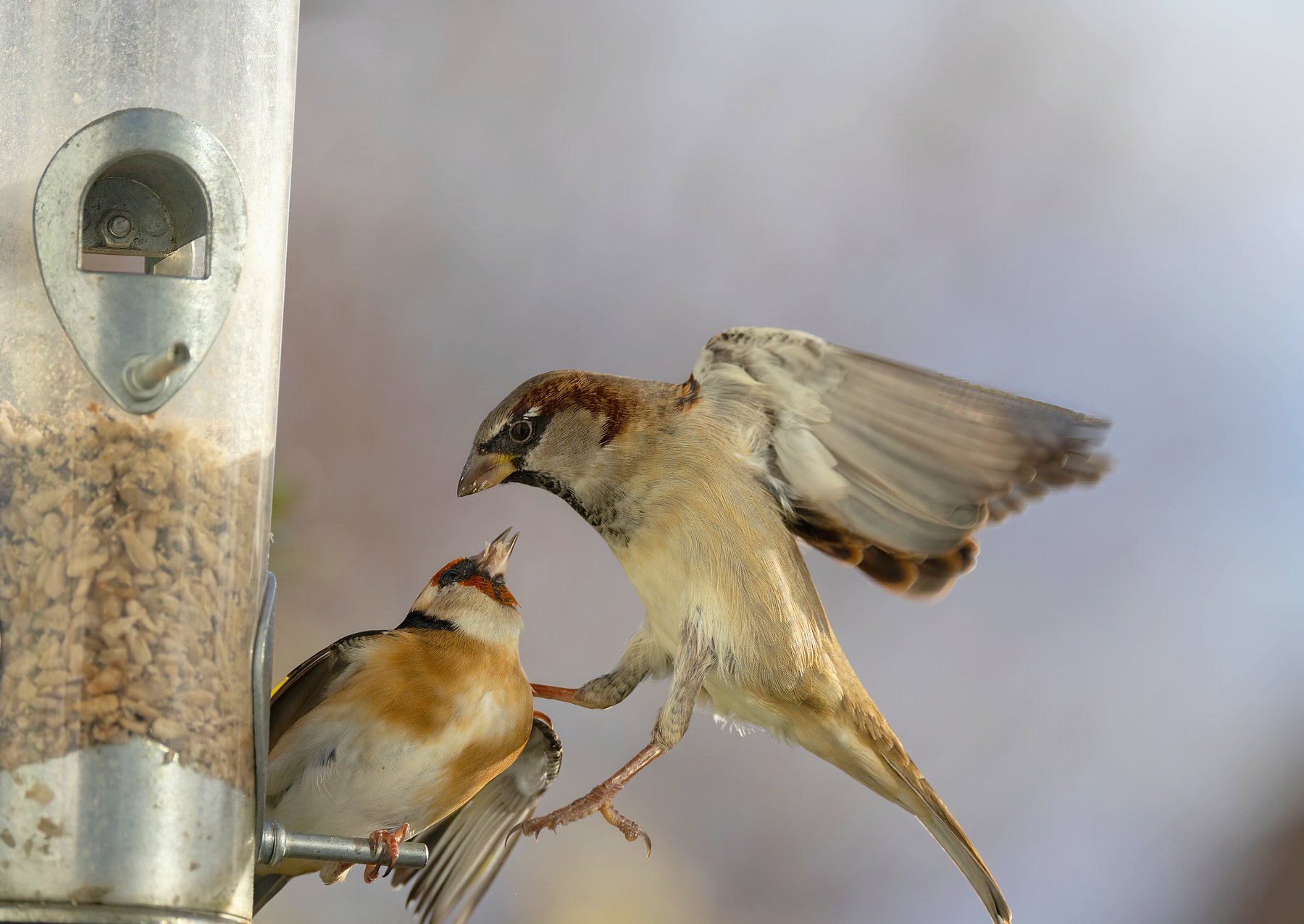 The Sparrow and the Goldfinch