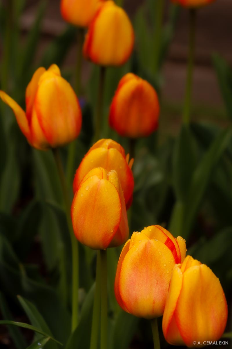 The Tulip Row in our front yard