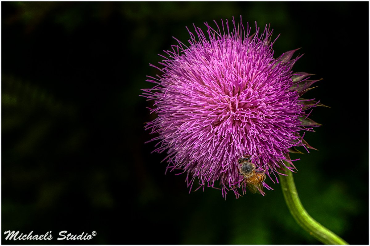 Thistle-with-bee.jpg