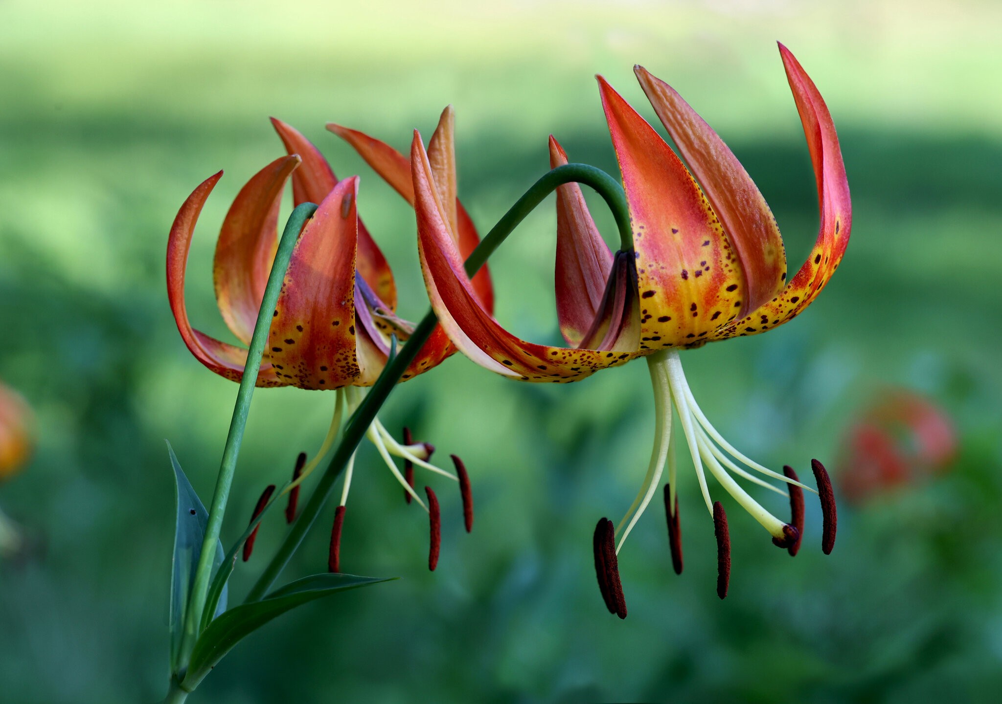 Tiger Lilies