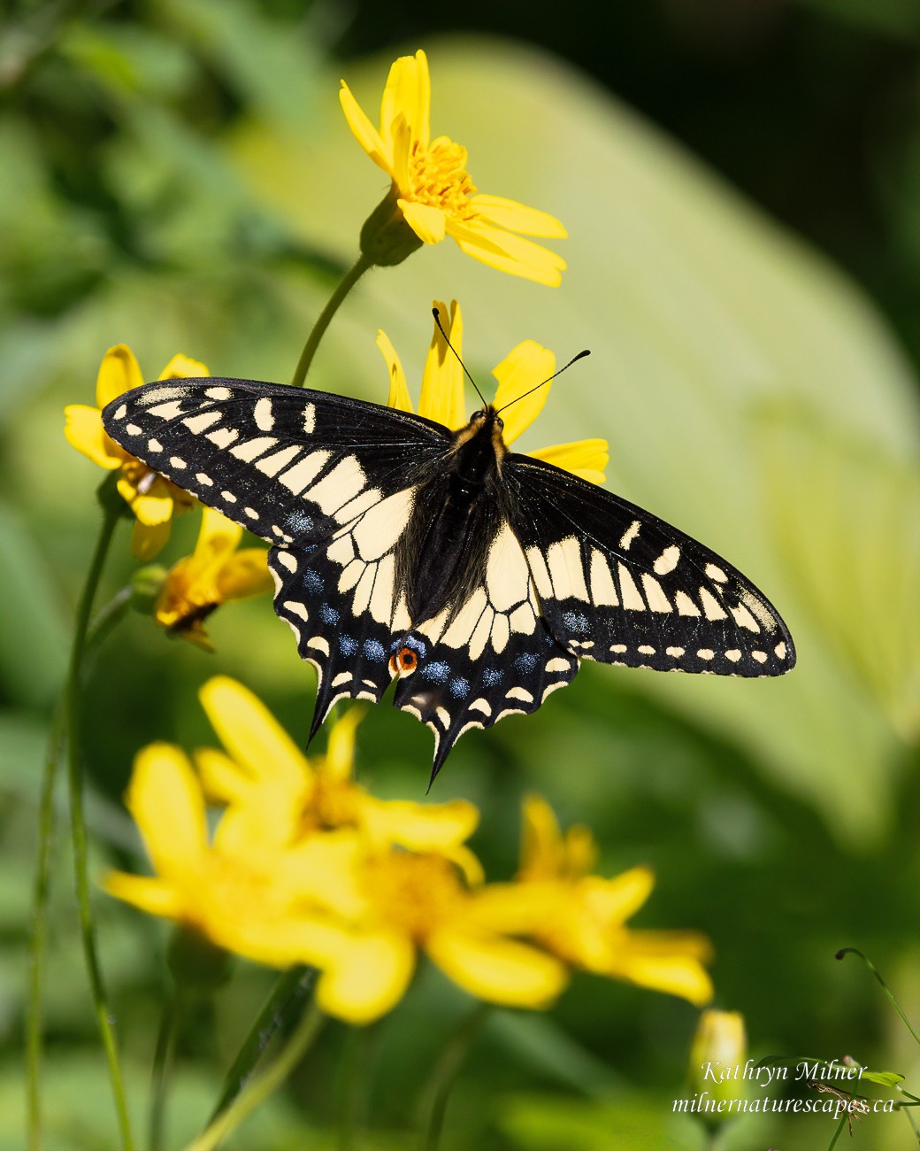 Tiger Swallowtail Butterfly.jpg