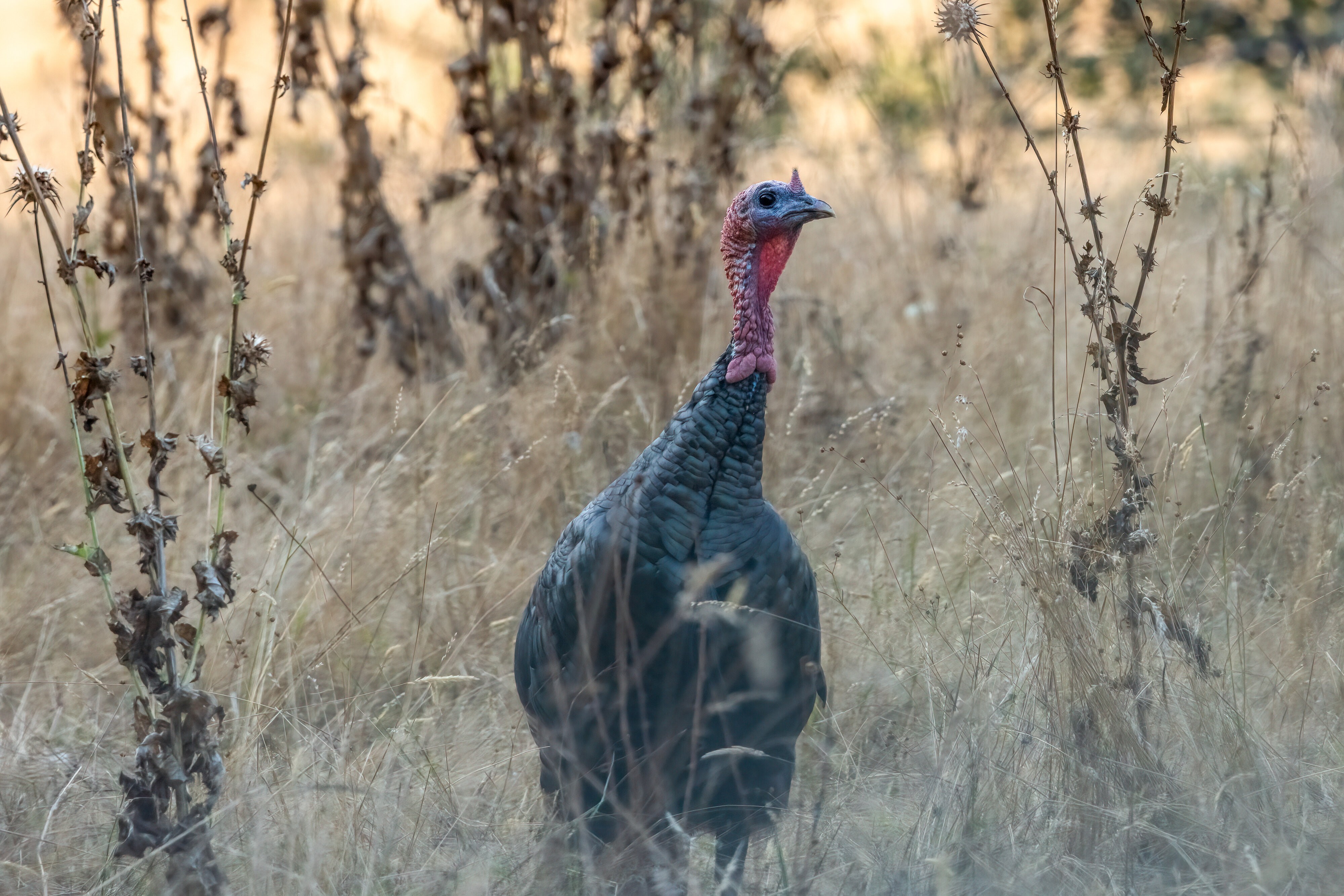 Time For Some Wild Turkey