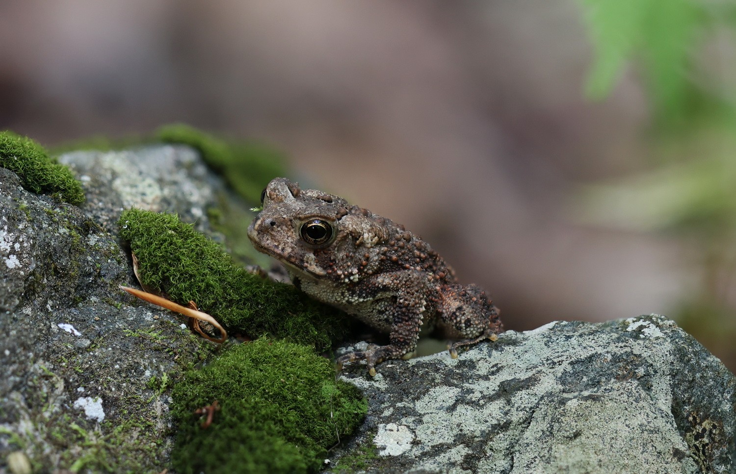 Tiny Toad