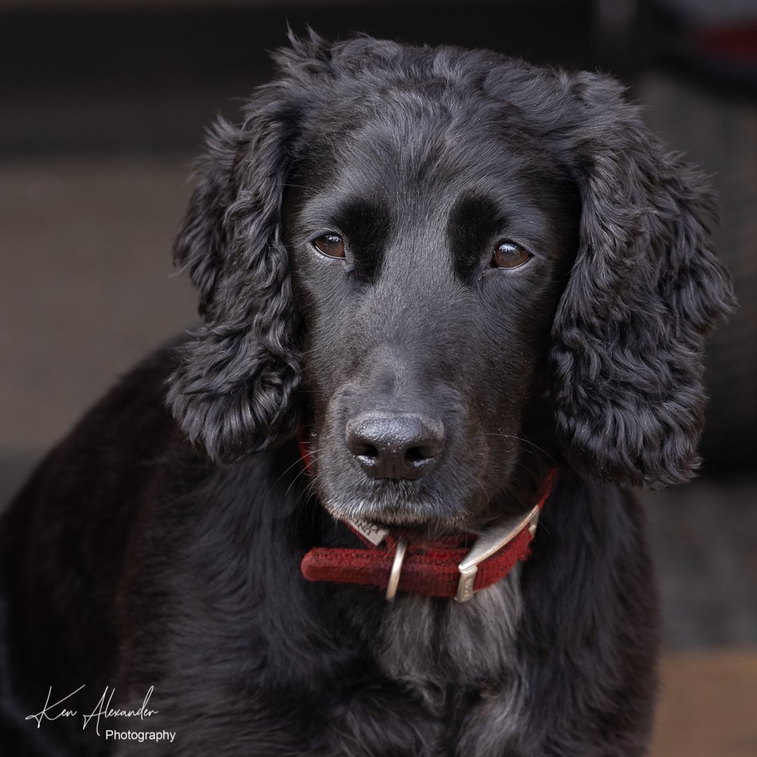 Toby-2521-K5R0077.jpg