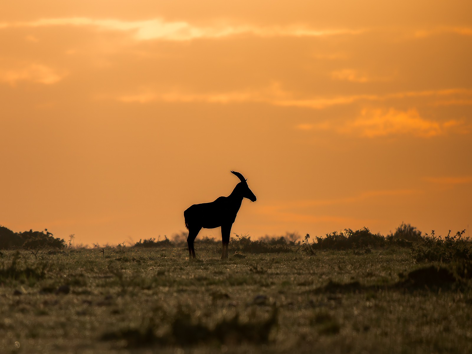 Topi on the Ridge at Sunset.jpg