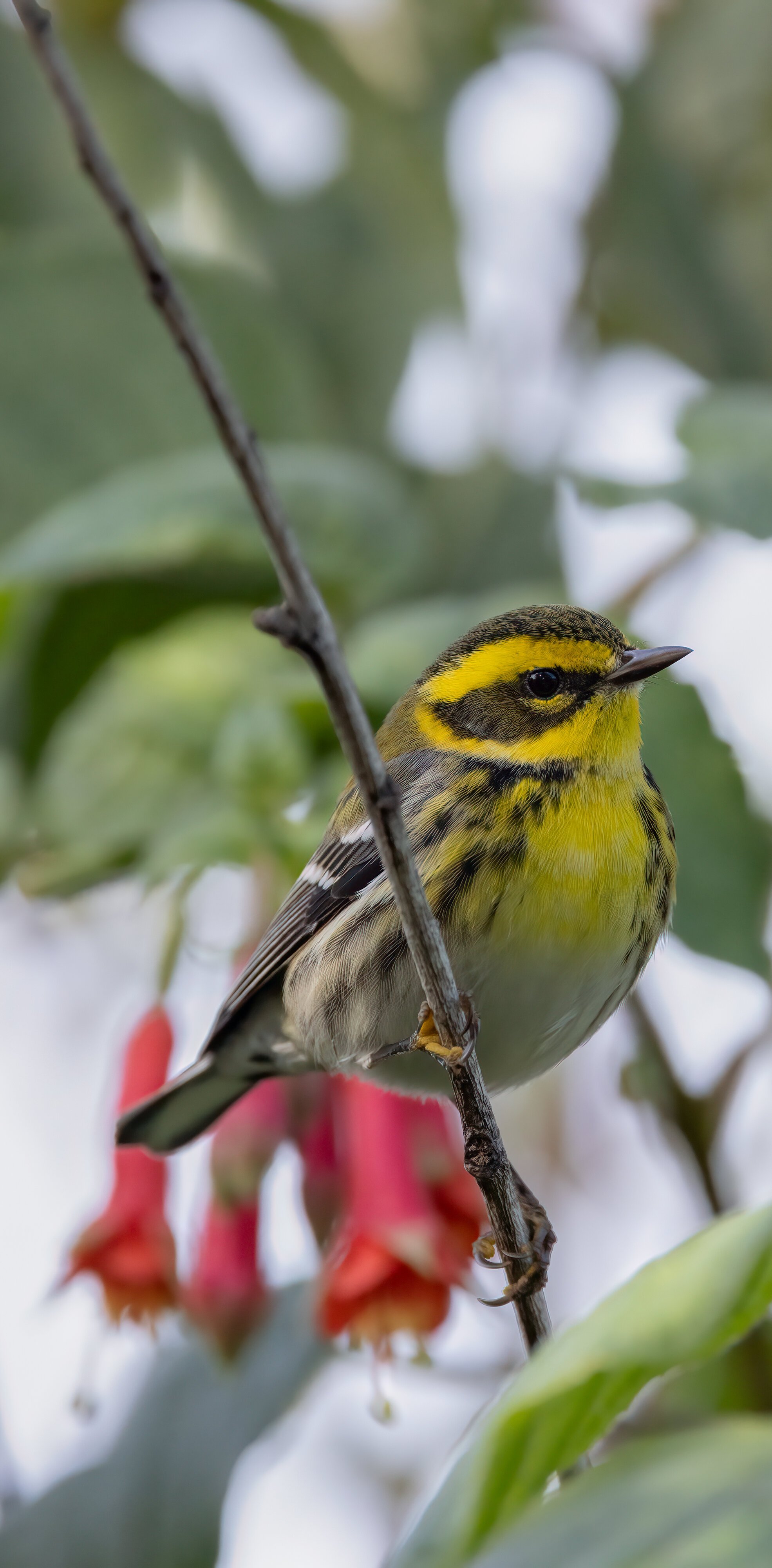 Townsends Warbler