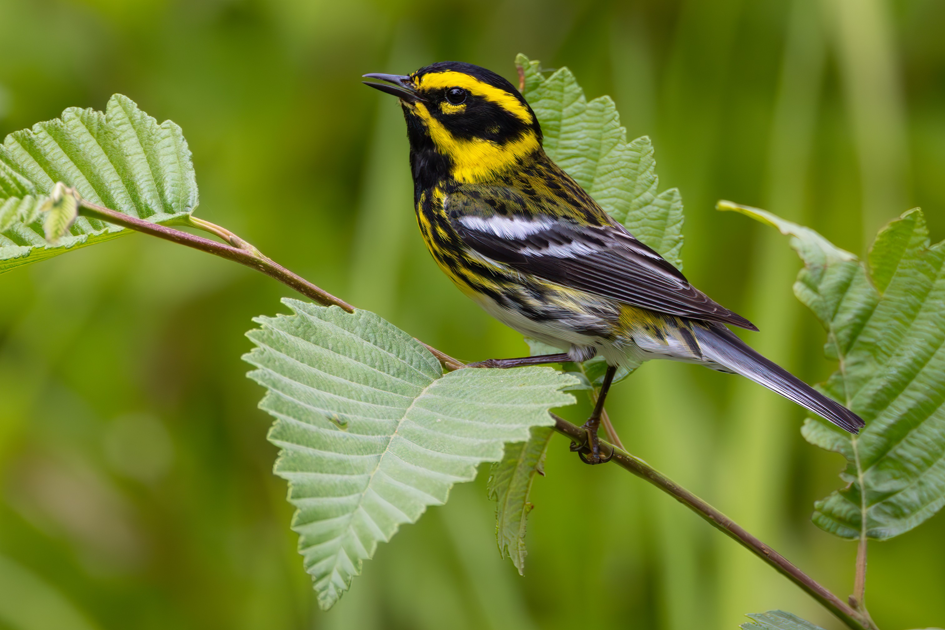 Townsend's Warbler