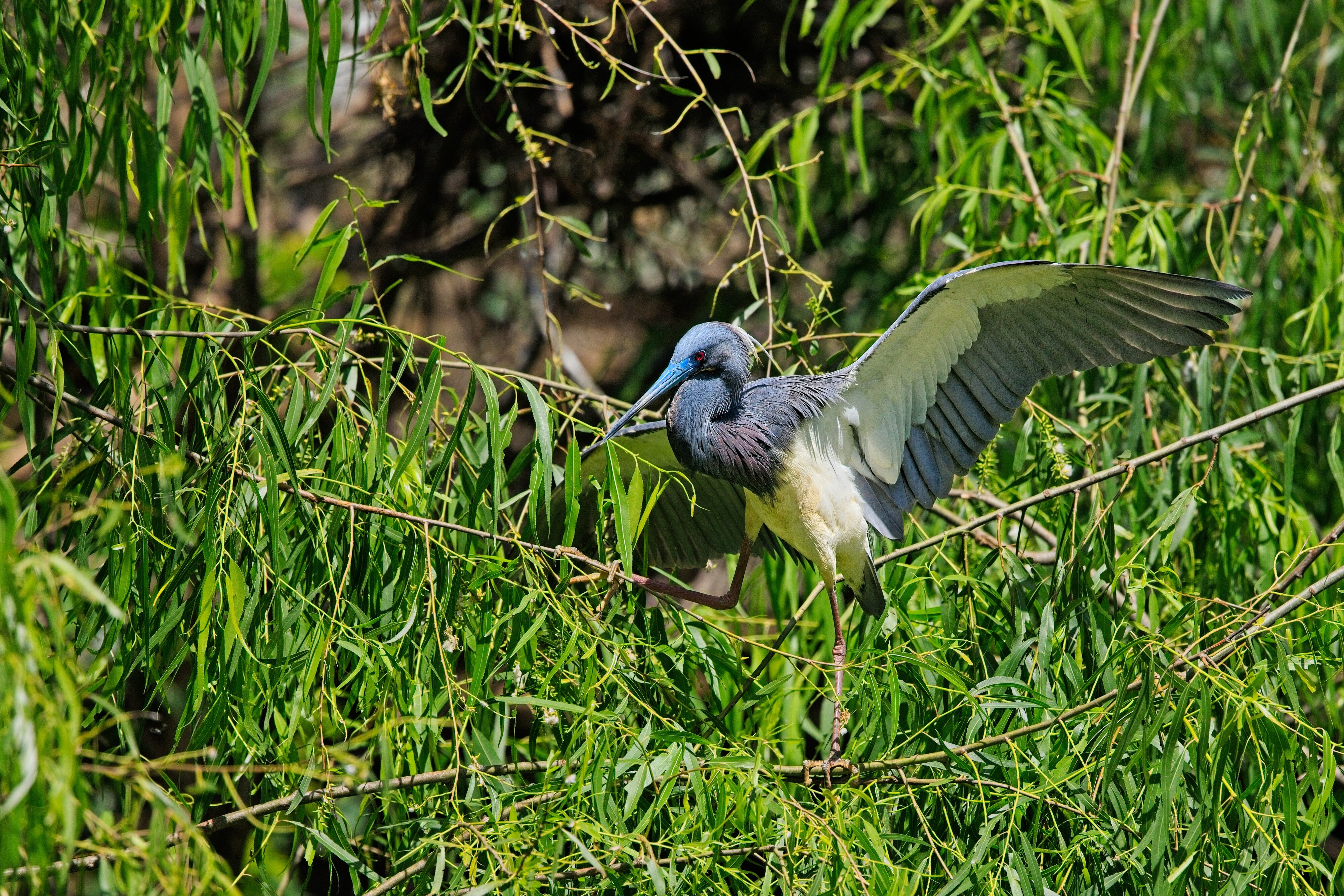 Tricolored Heron