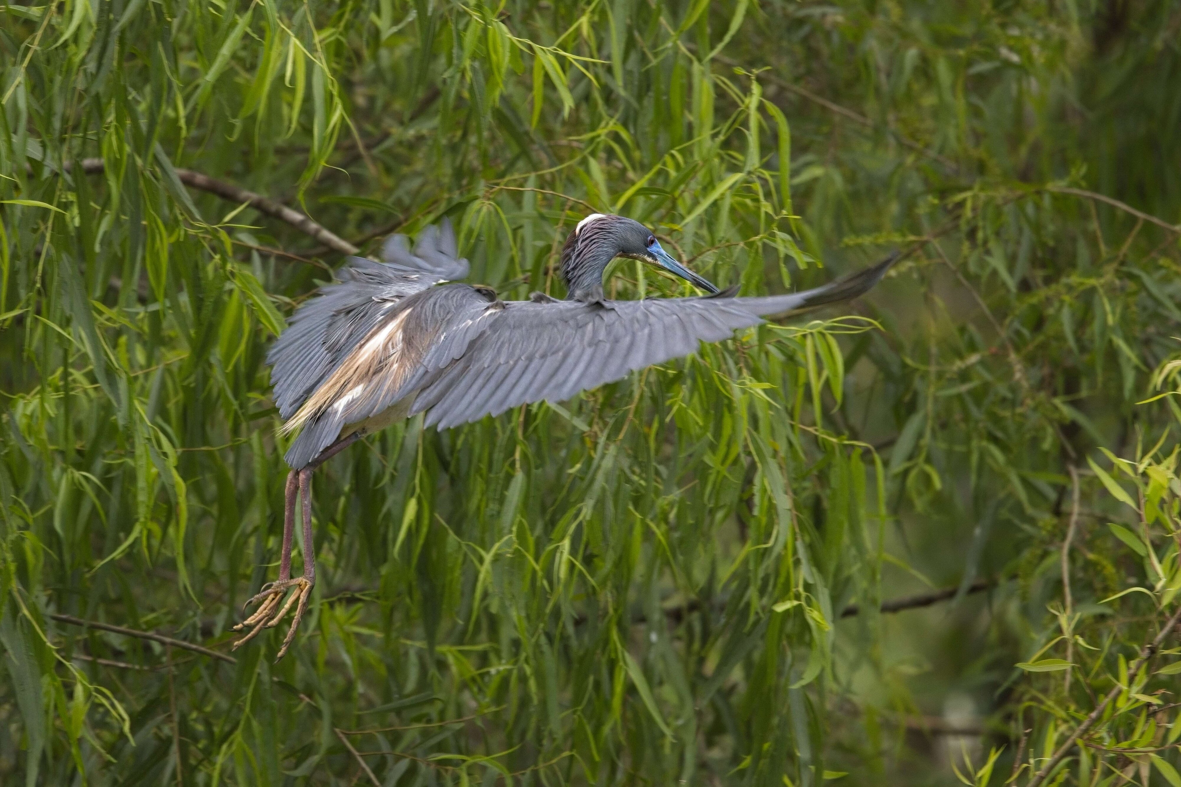 Tricolored Heron