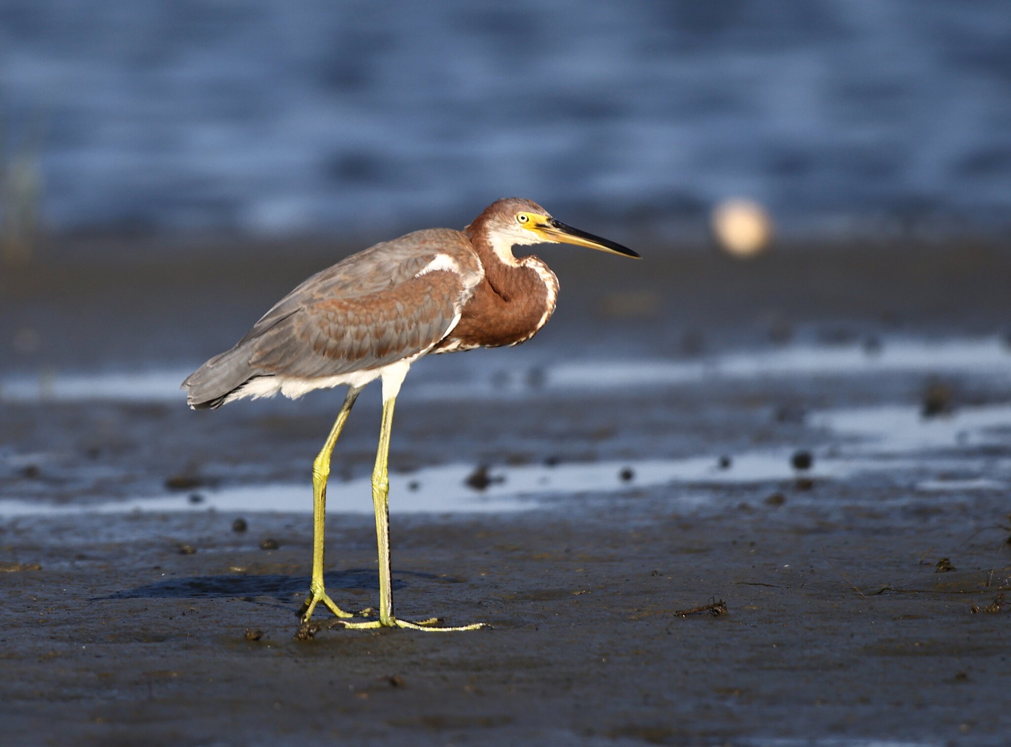 tricoloredHeron-3.jpg