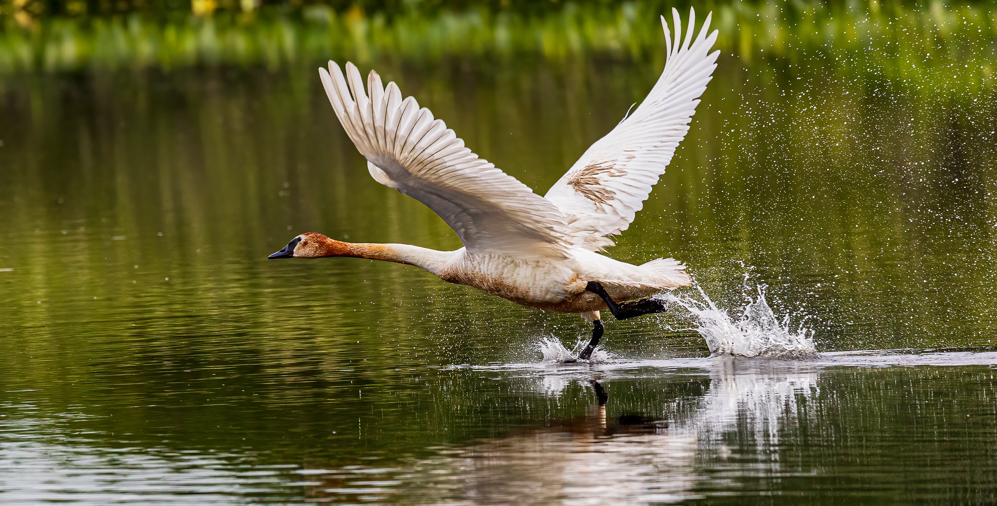 Trumpeter swan on takeoff