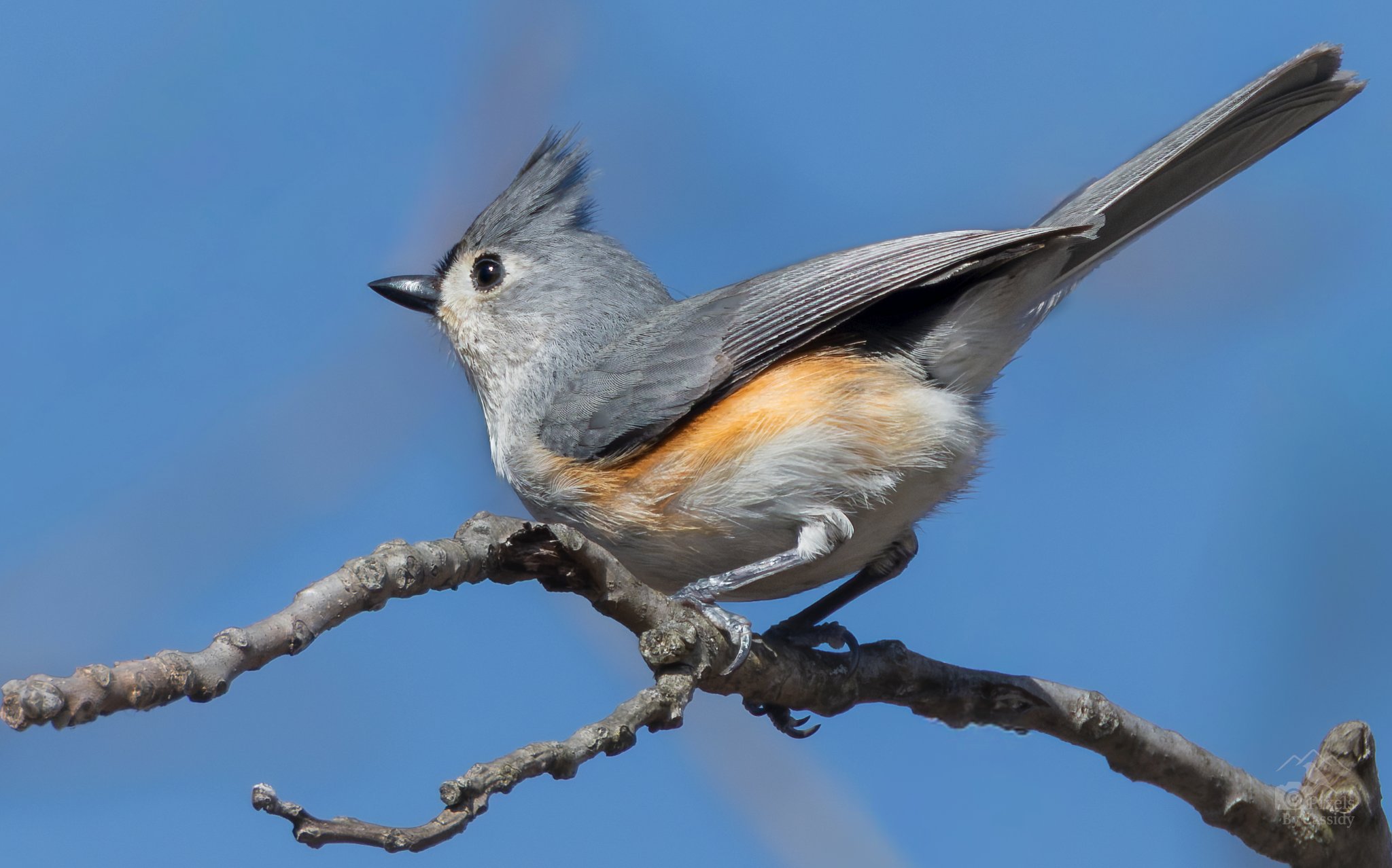 Tufted-Titmouse-2.jpg