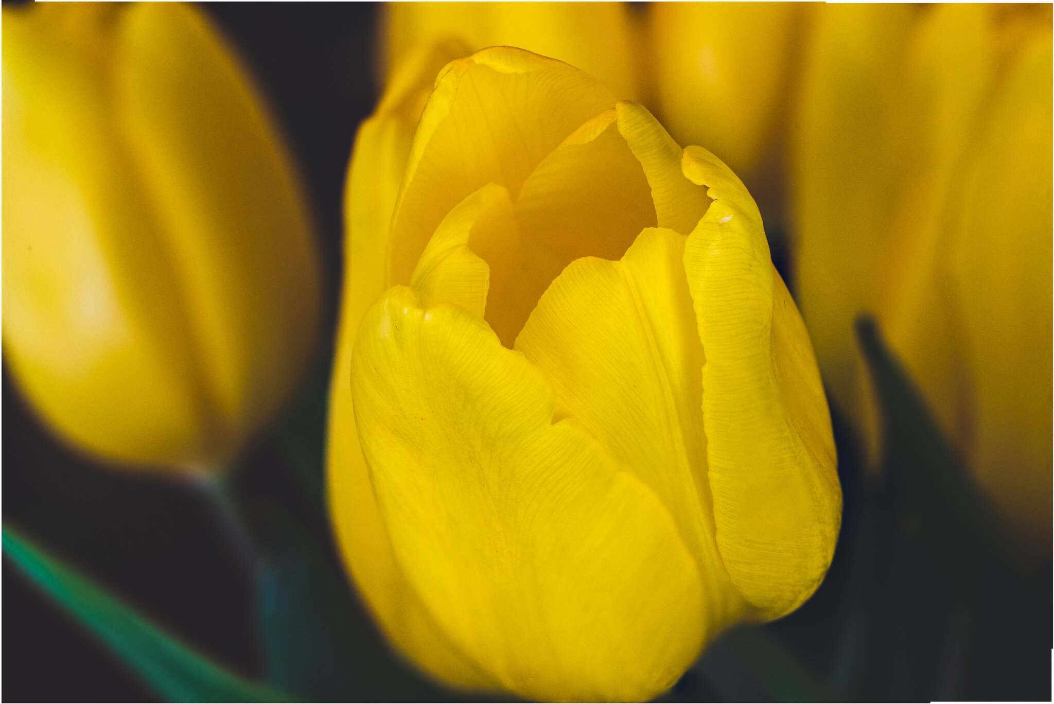 TulipFocusStack.jpg