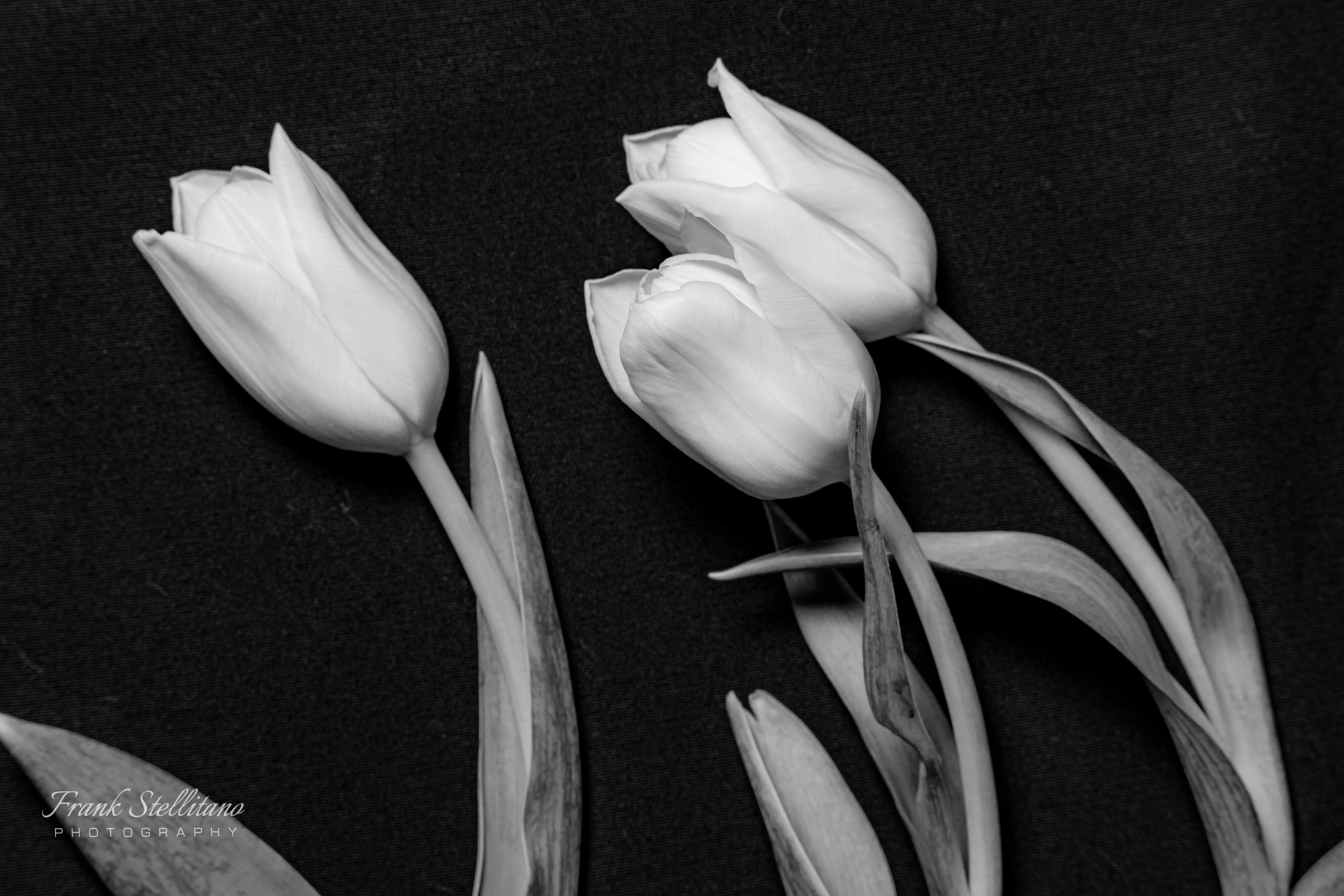 Tulips B&W-6877.jpg