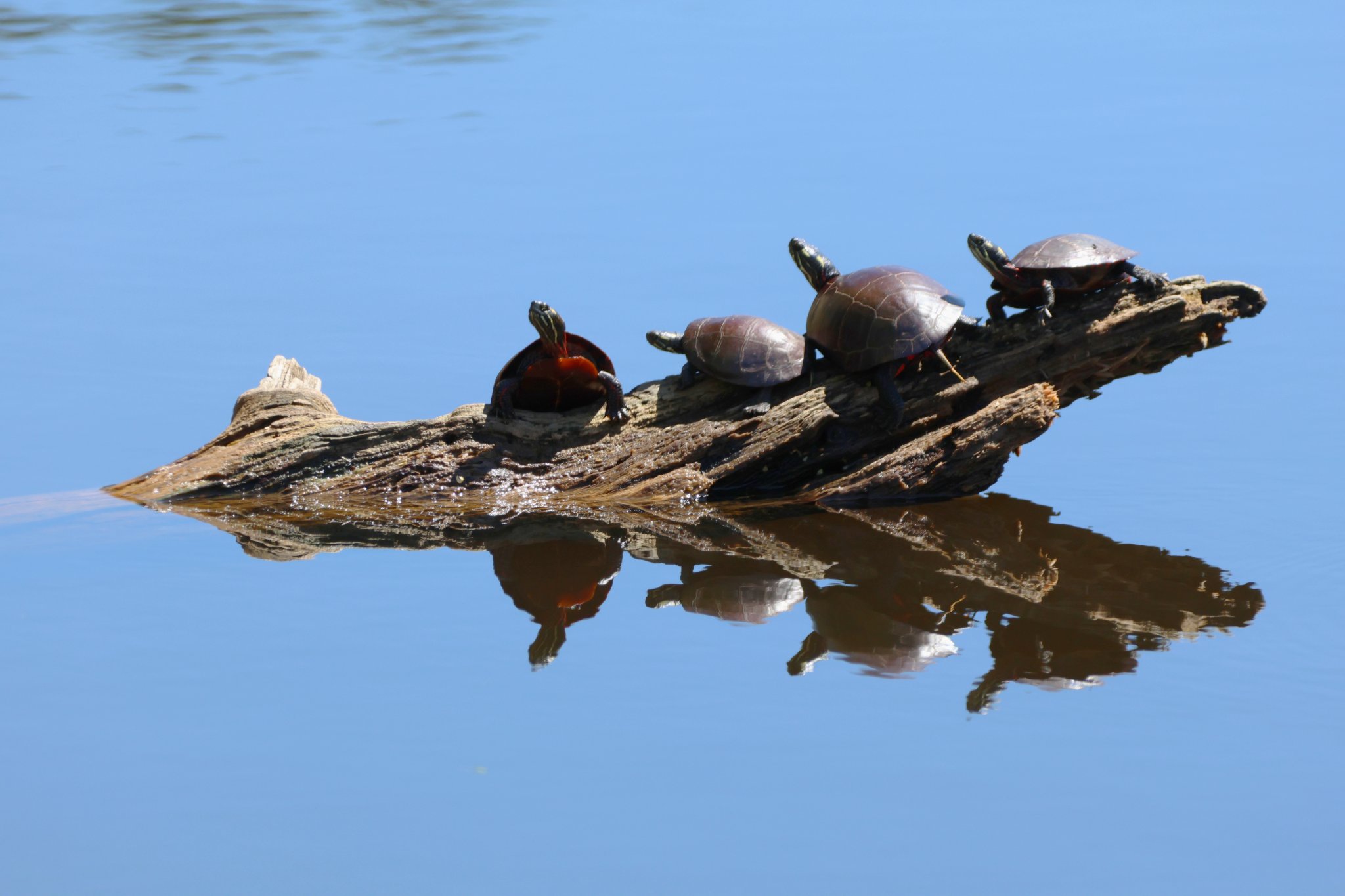 Turtles on a log.JPG