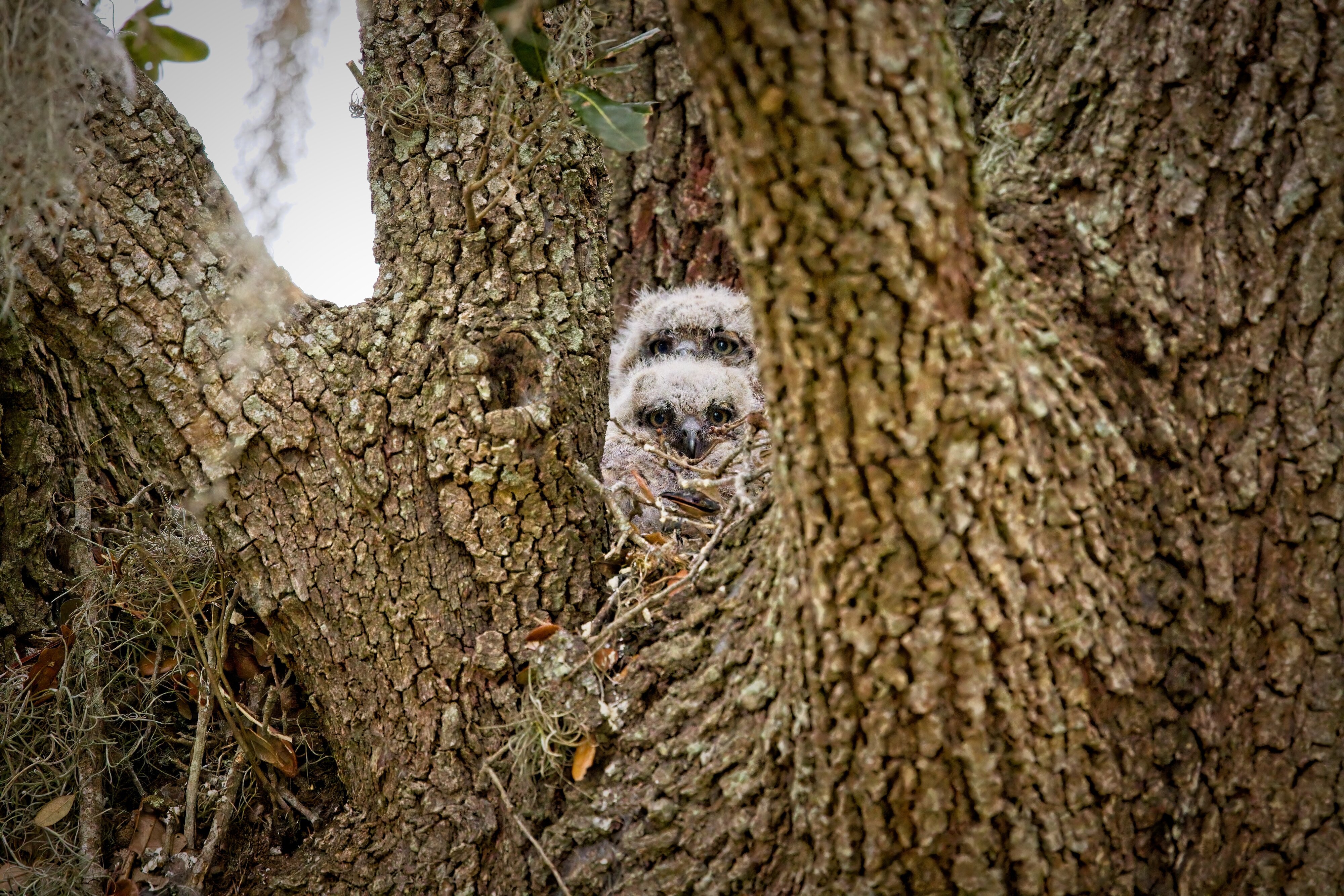 Two Great Horned Owlets