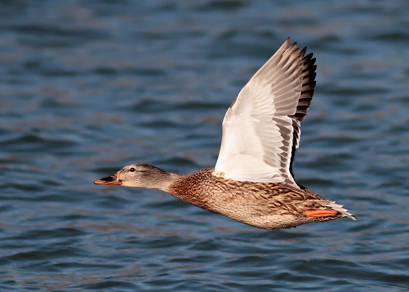 Ultiduck.jpg