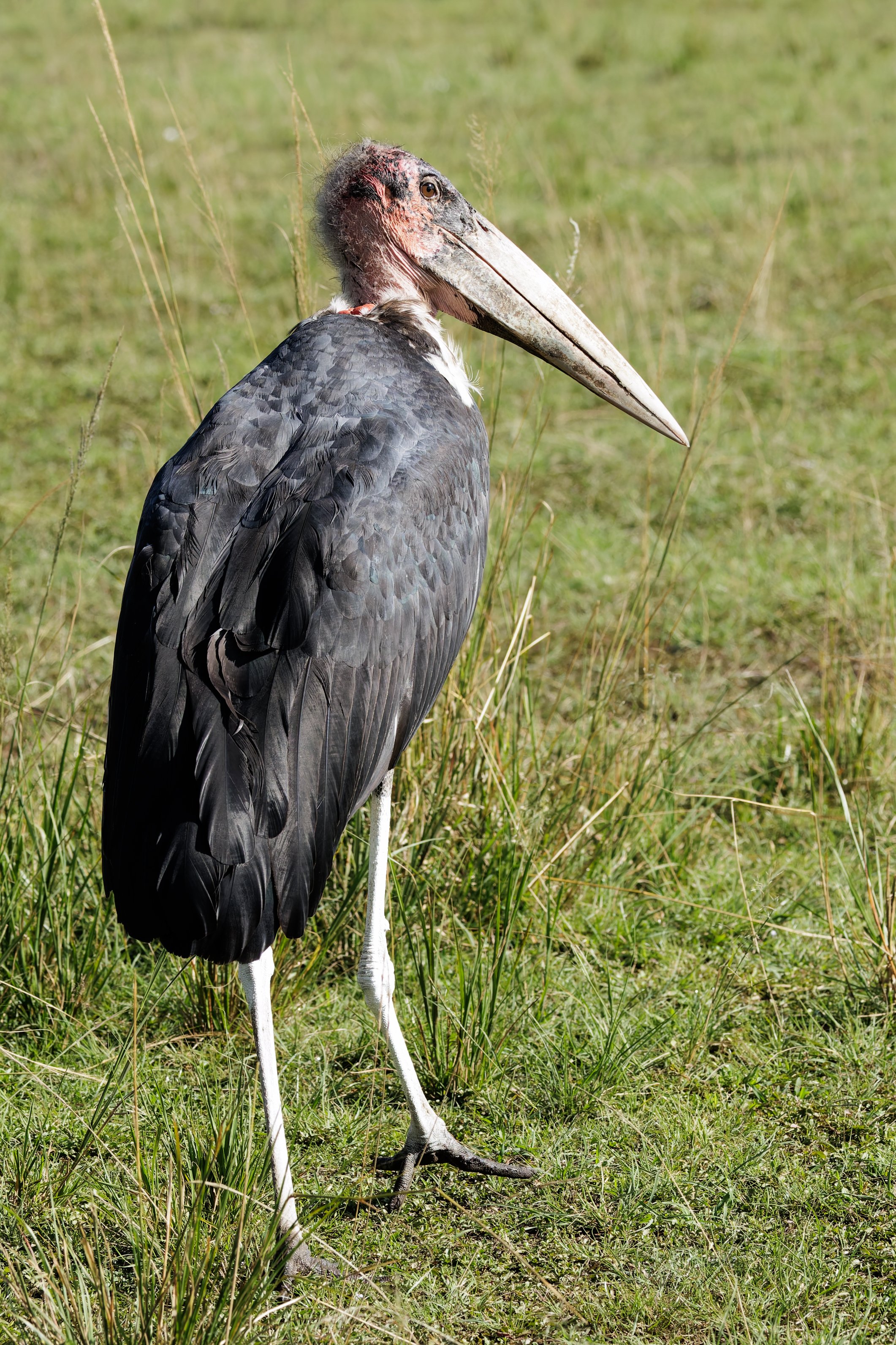 Undertaker Bird (Maraibou Stork), Masai Mara Kenya.jpg