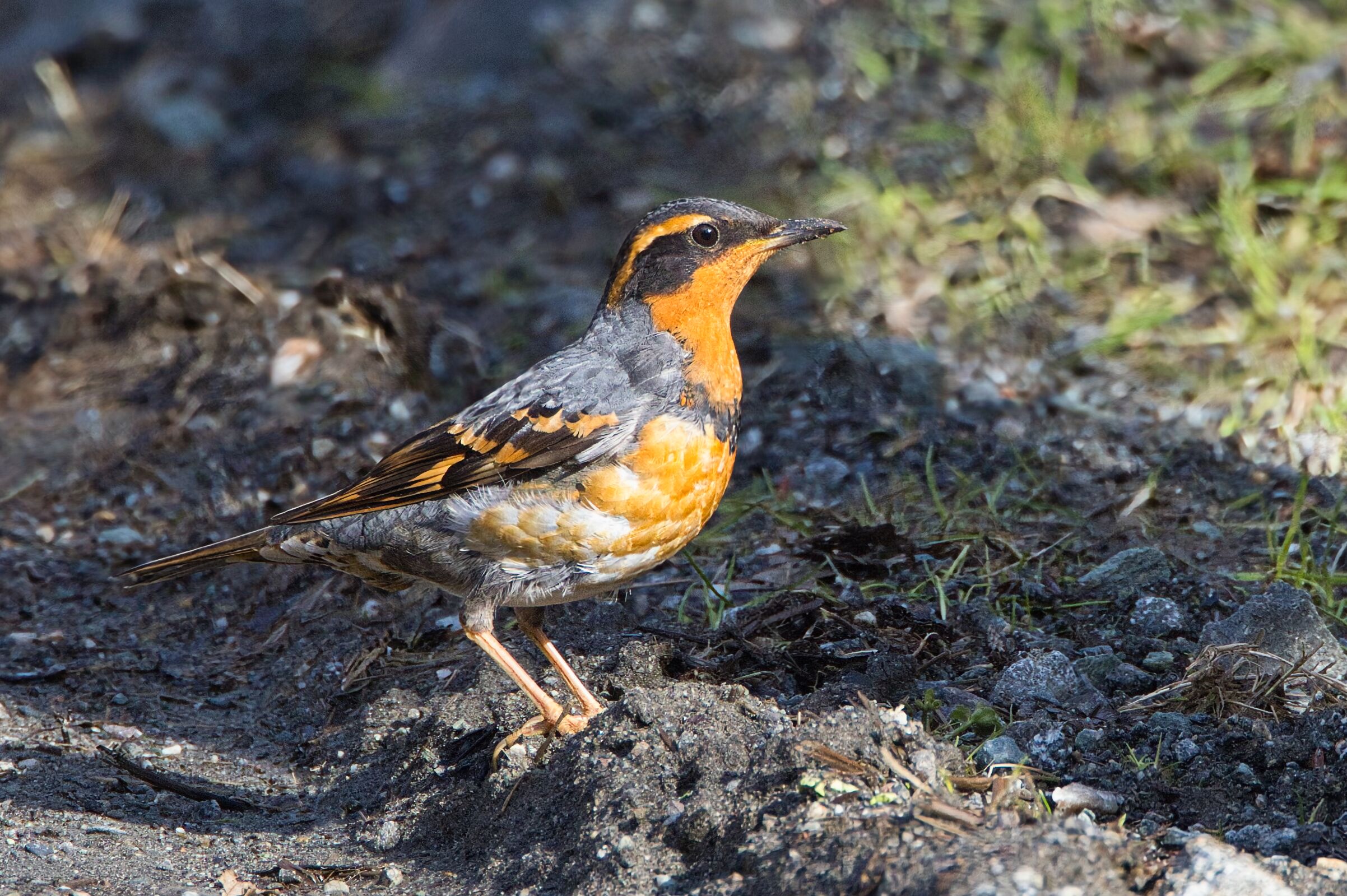 Varied Thrush