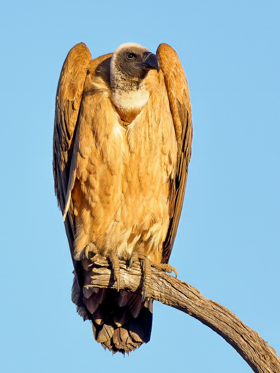 Vulture Tree 4.jpg