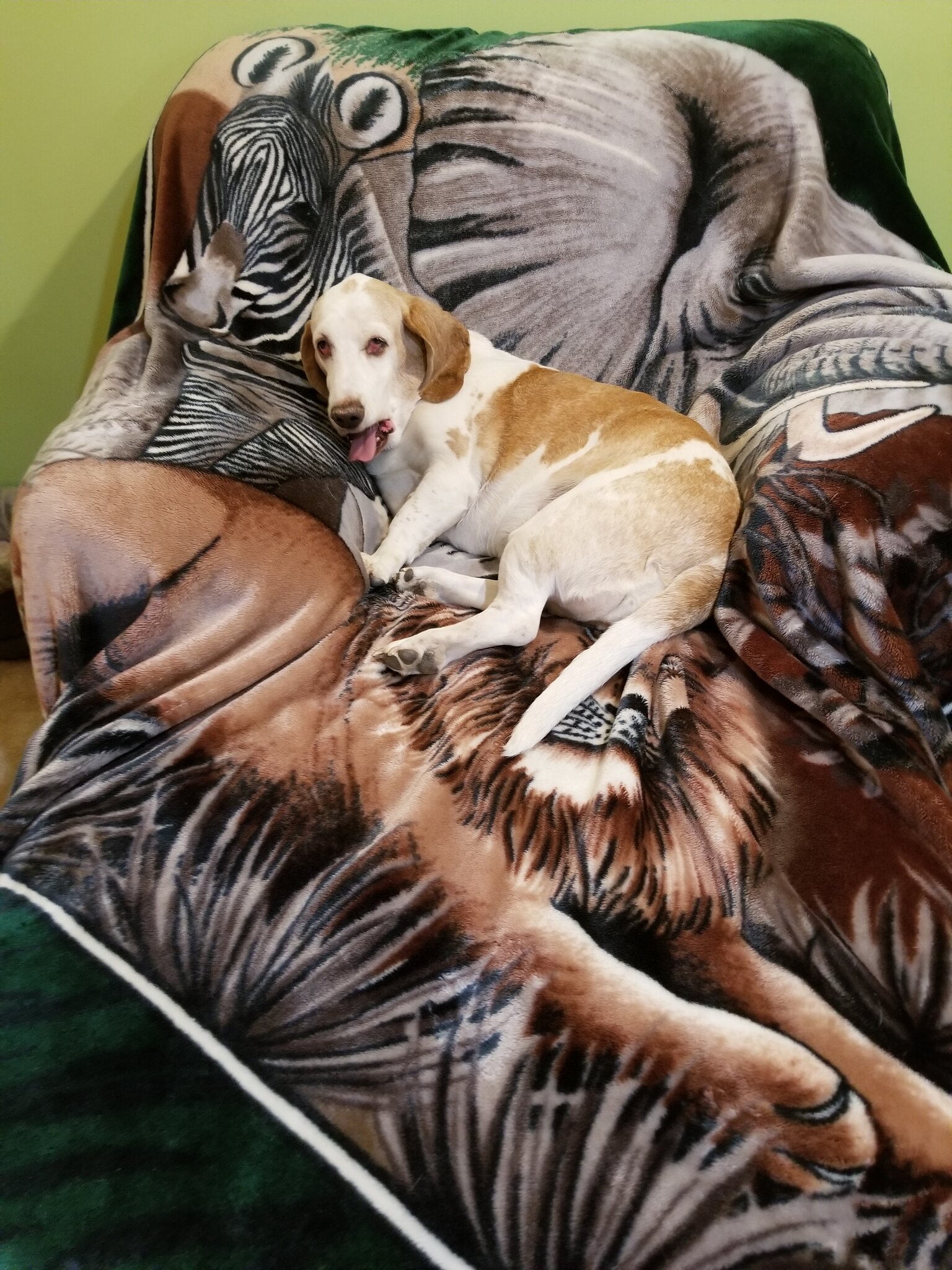 Waffles checking back.jpg