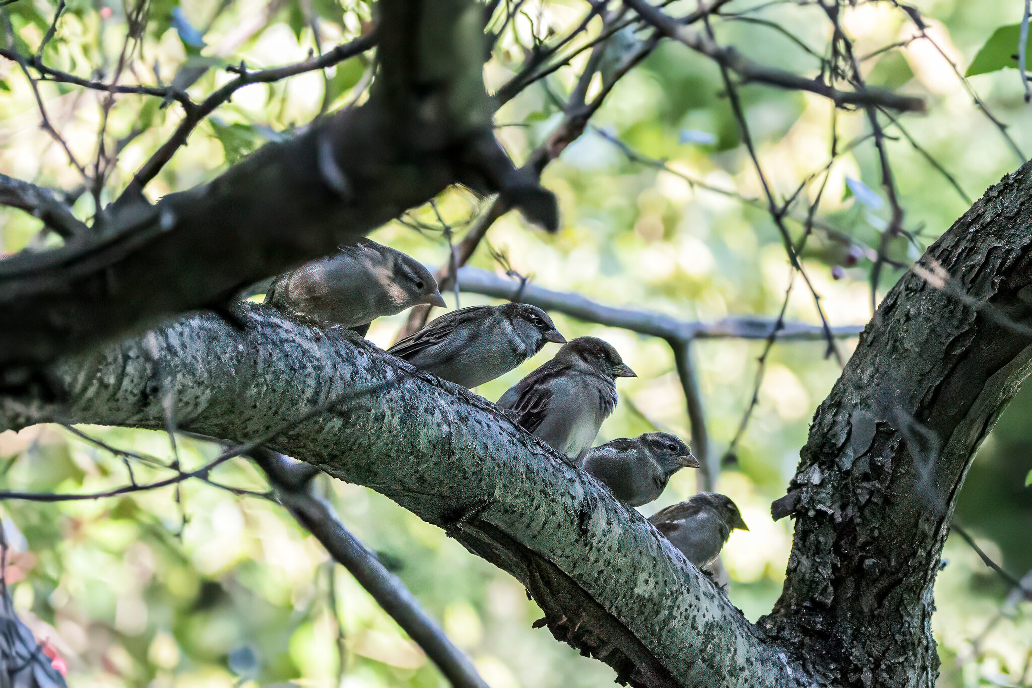 Waiting line at the bird feeder.jpg