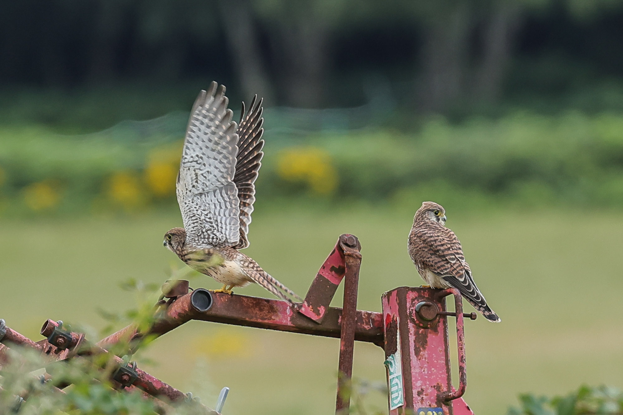 Waiting to be fed