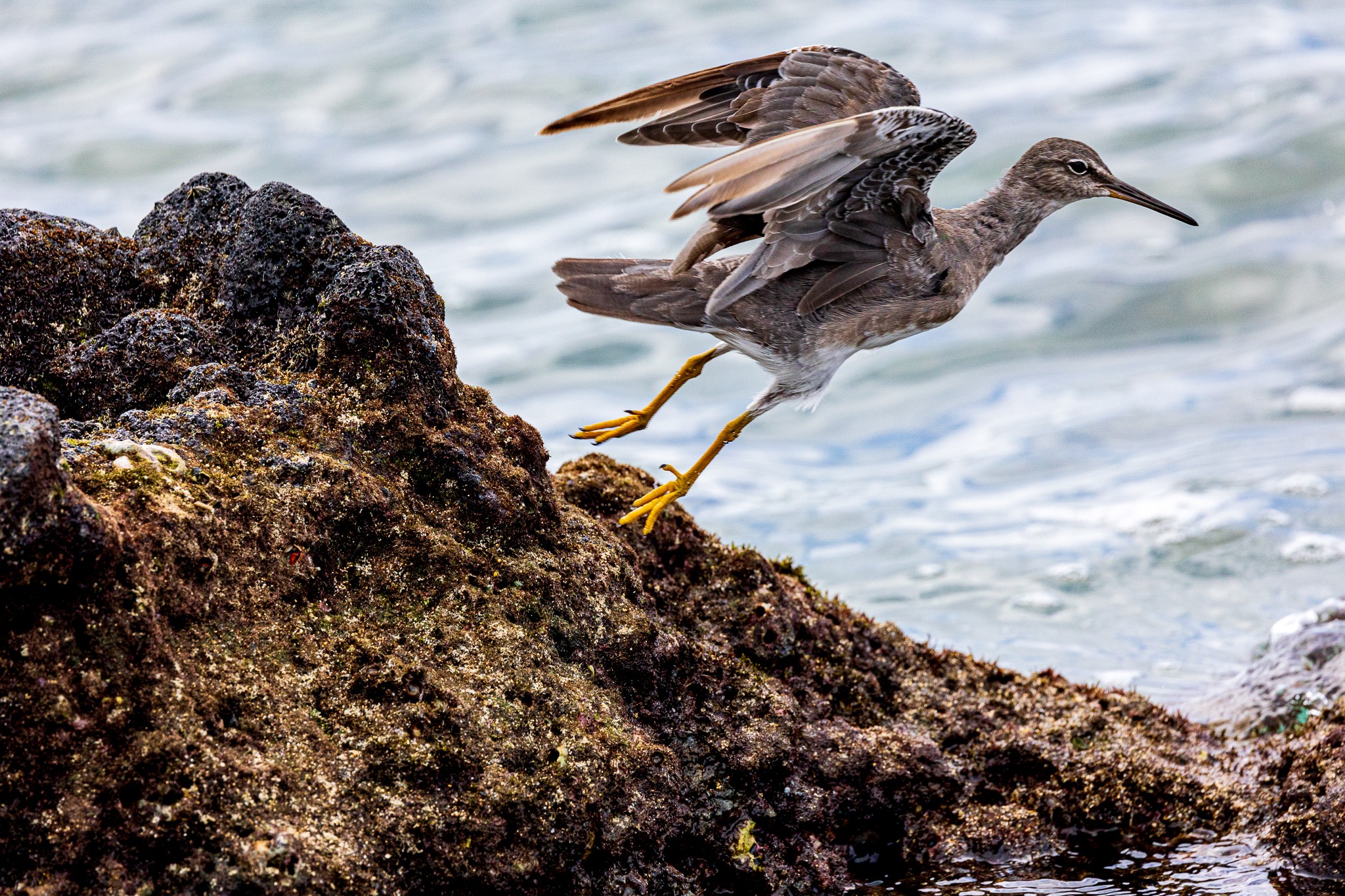 Wandering Tattler