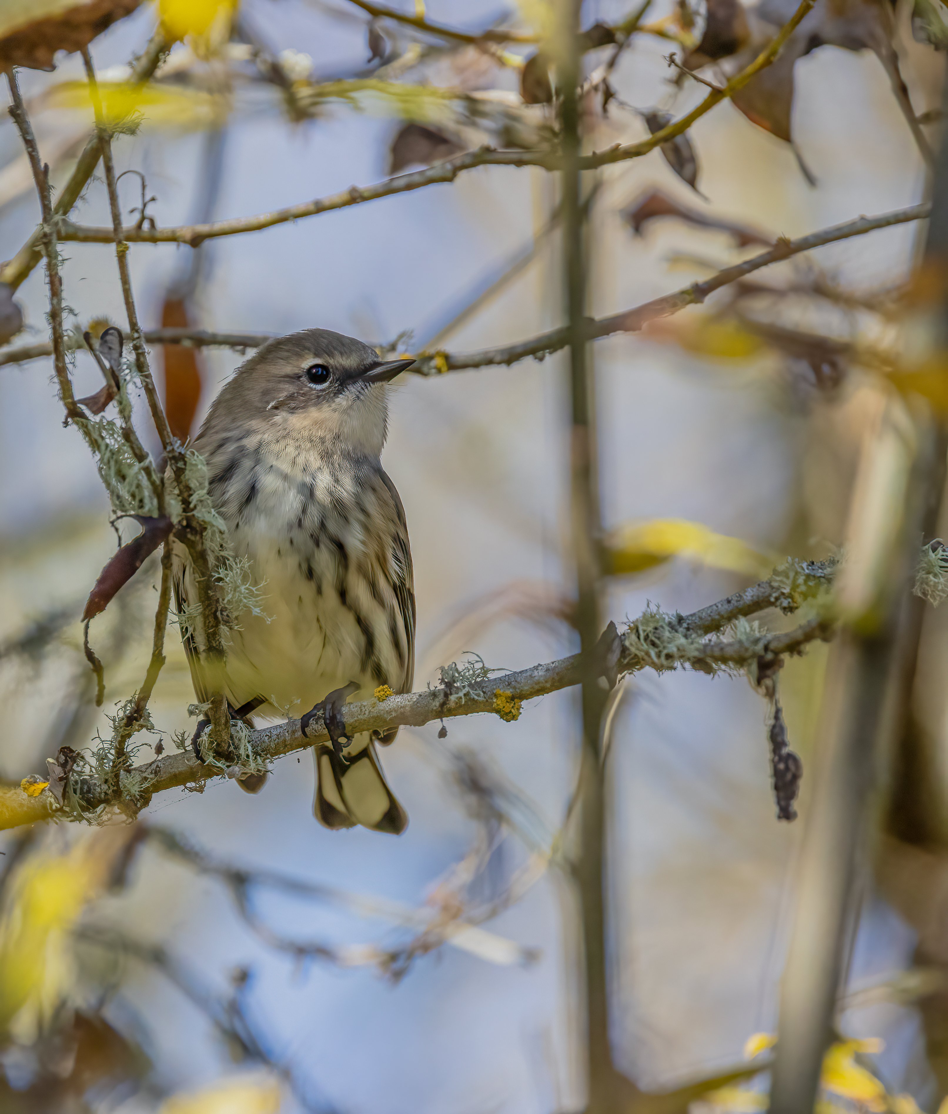 Warbler