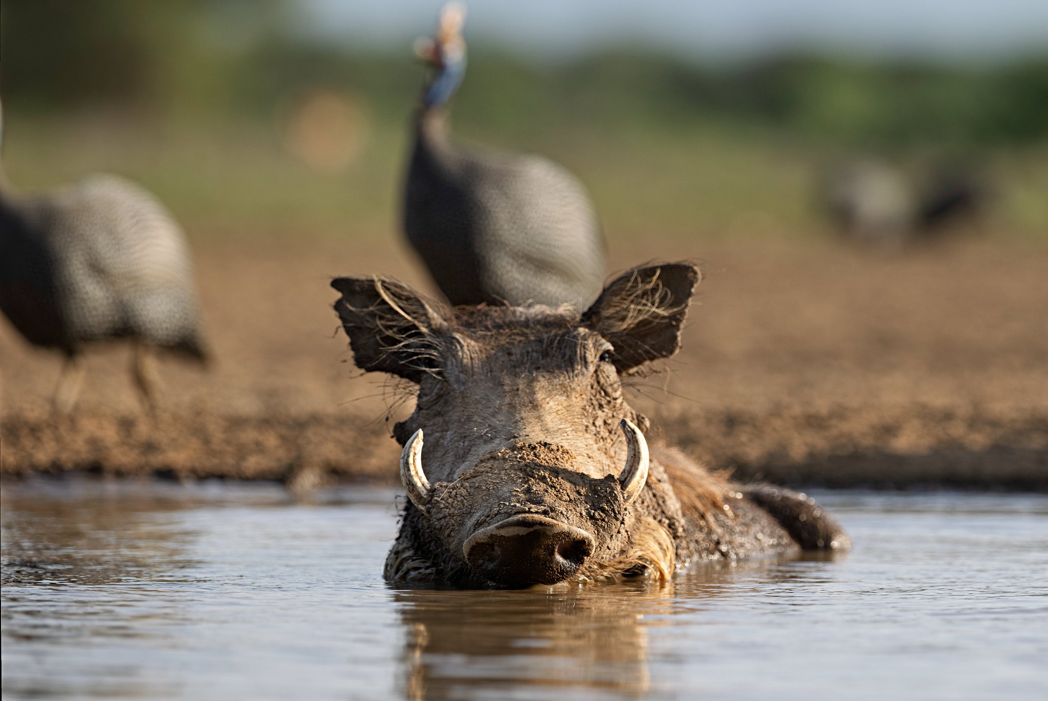 Warthog Bath, Shompole, Kenya.jpg