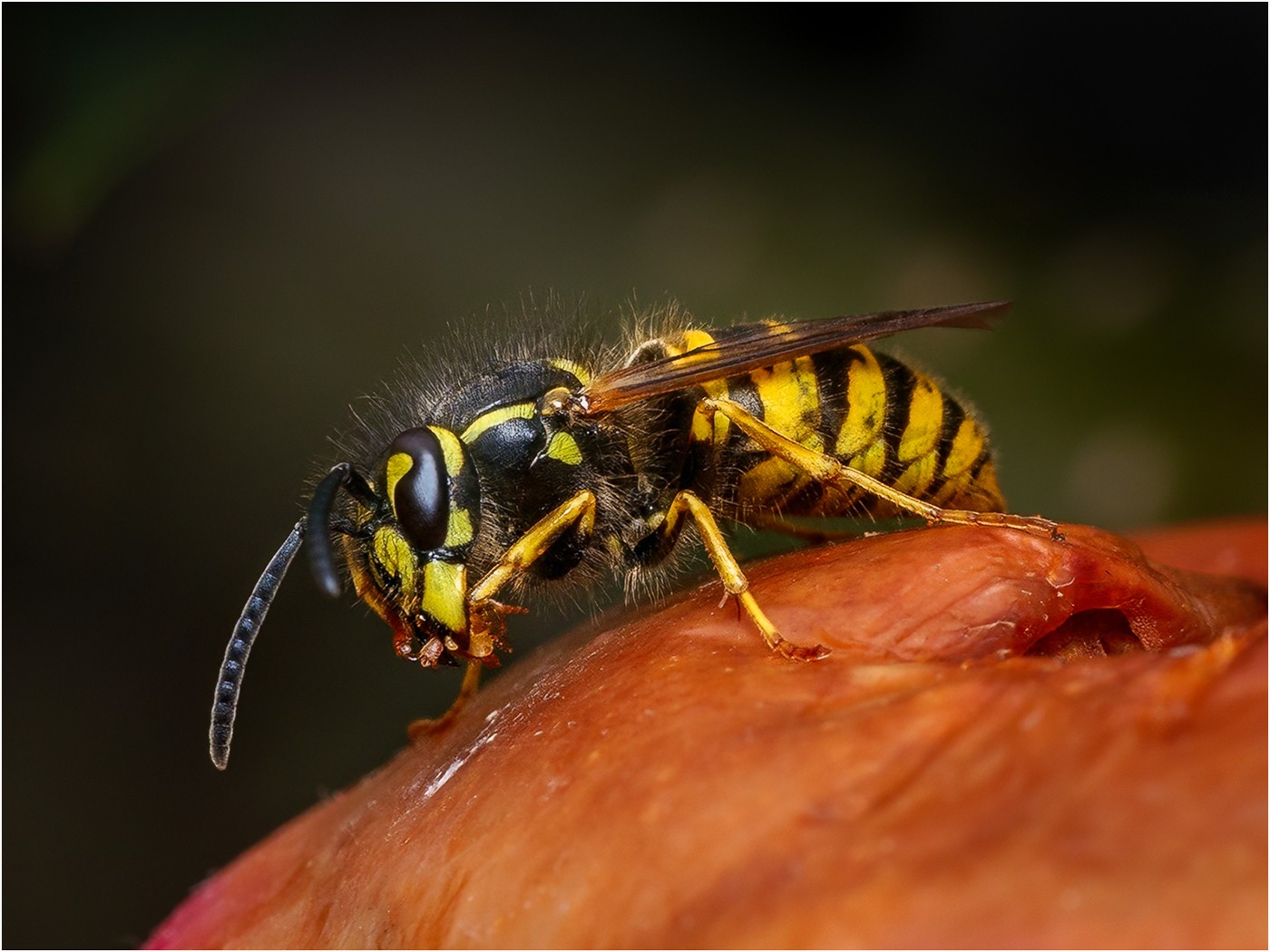 Wasp on apple