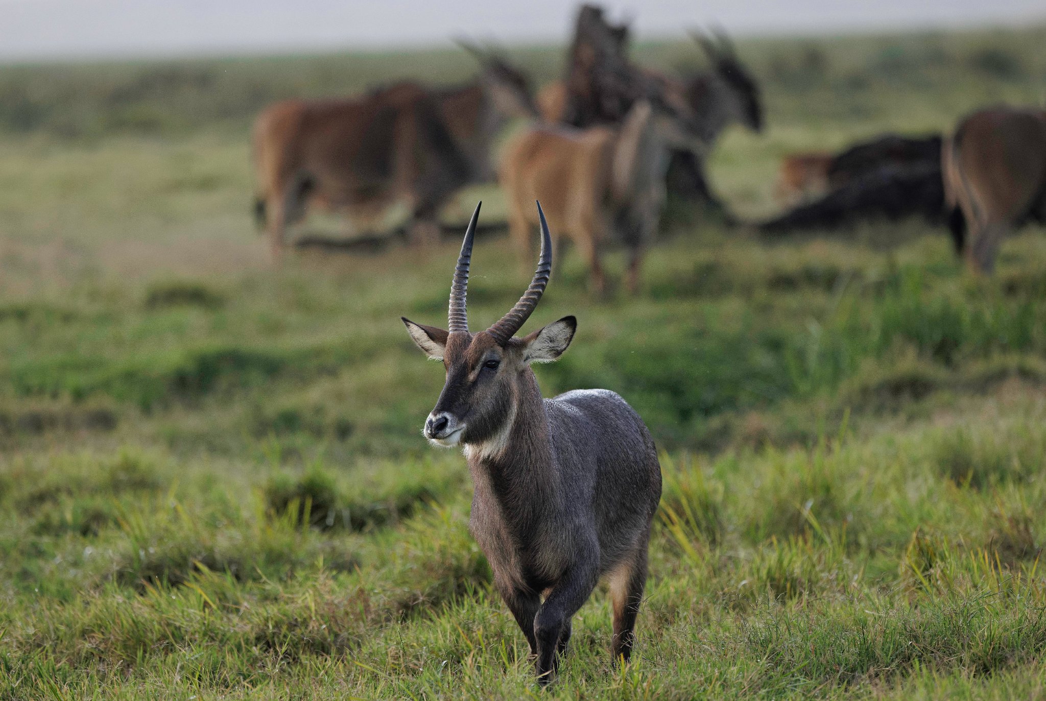 Water Buck, Lewa, Kenya (1 of 1).jpg