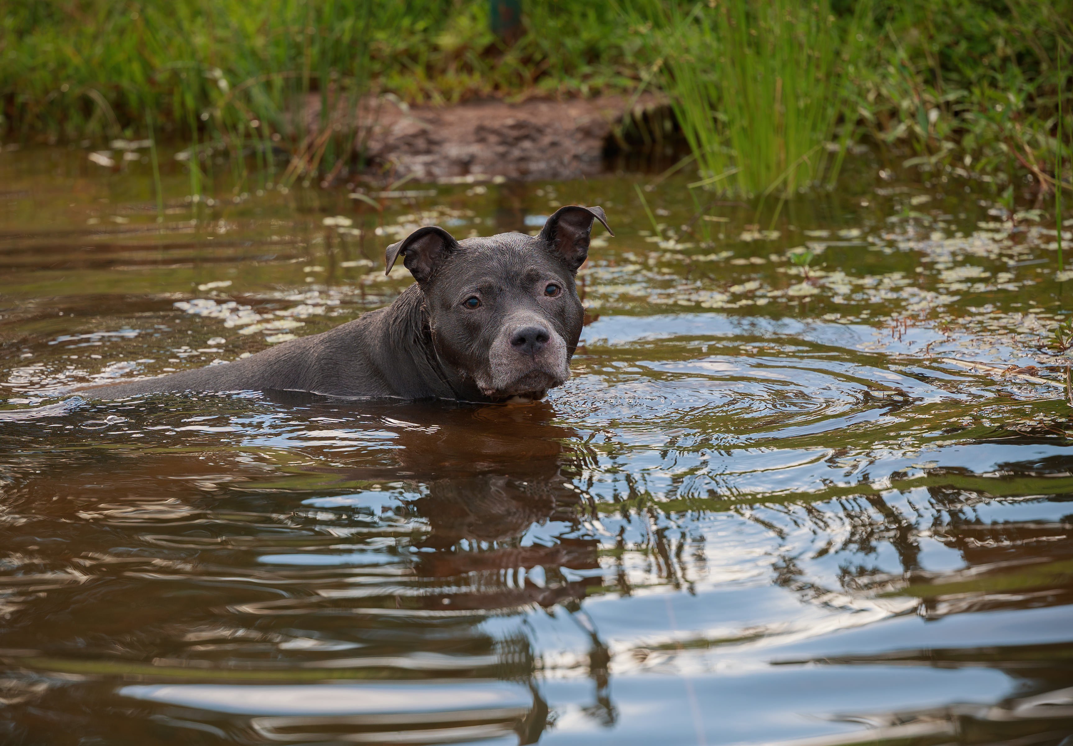 Water Dog