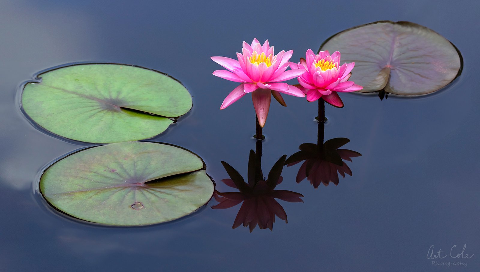 waterlilyinthepinkv5small.jpg