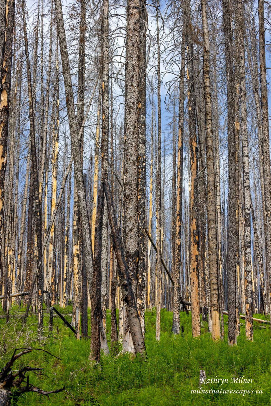 Waterton National Park, 2021, following Forest Fire  in Aug 2017.jpg