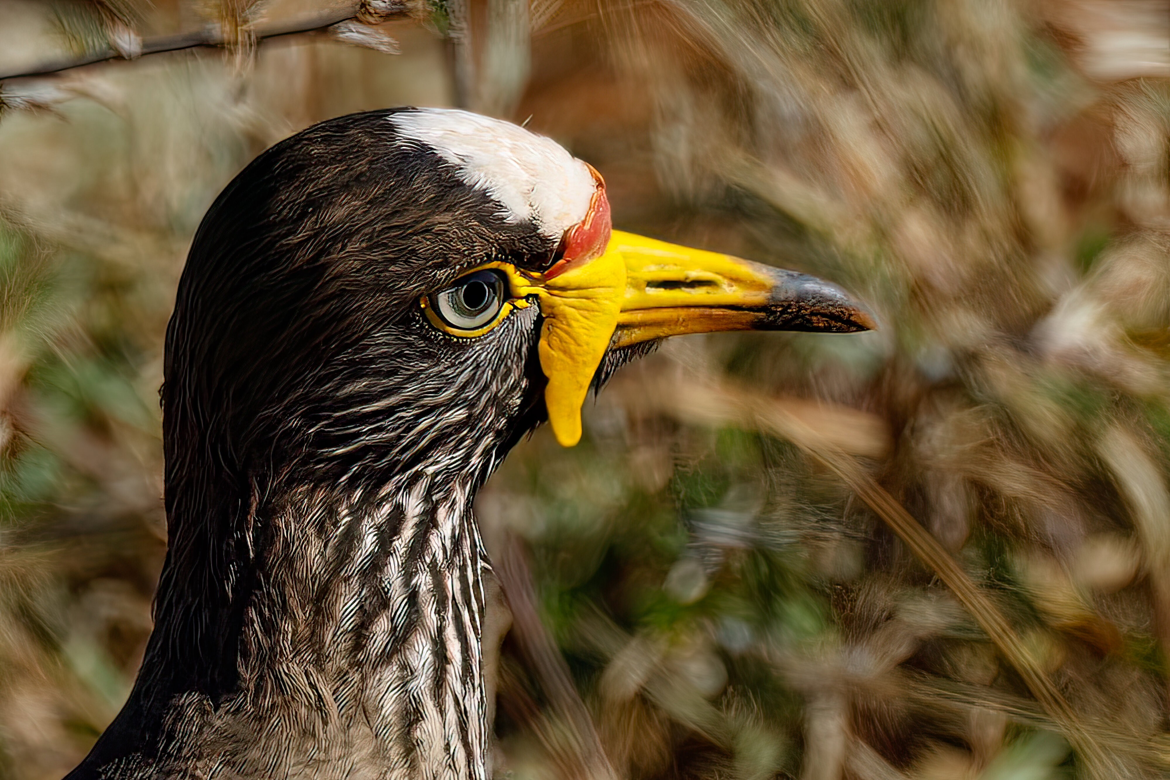 Wattled Lapwing Detail.jpg