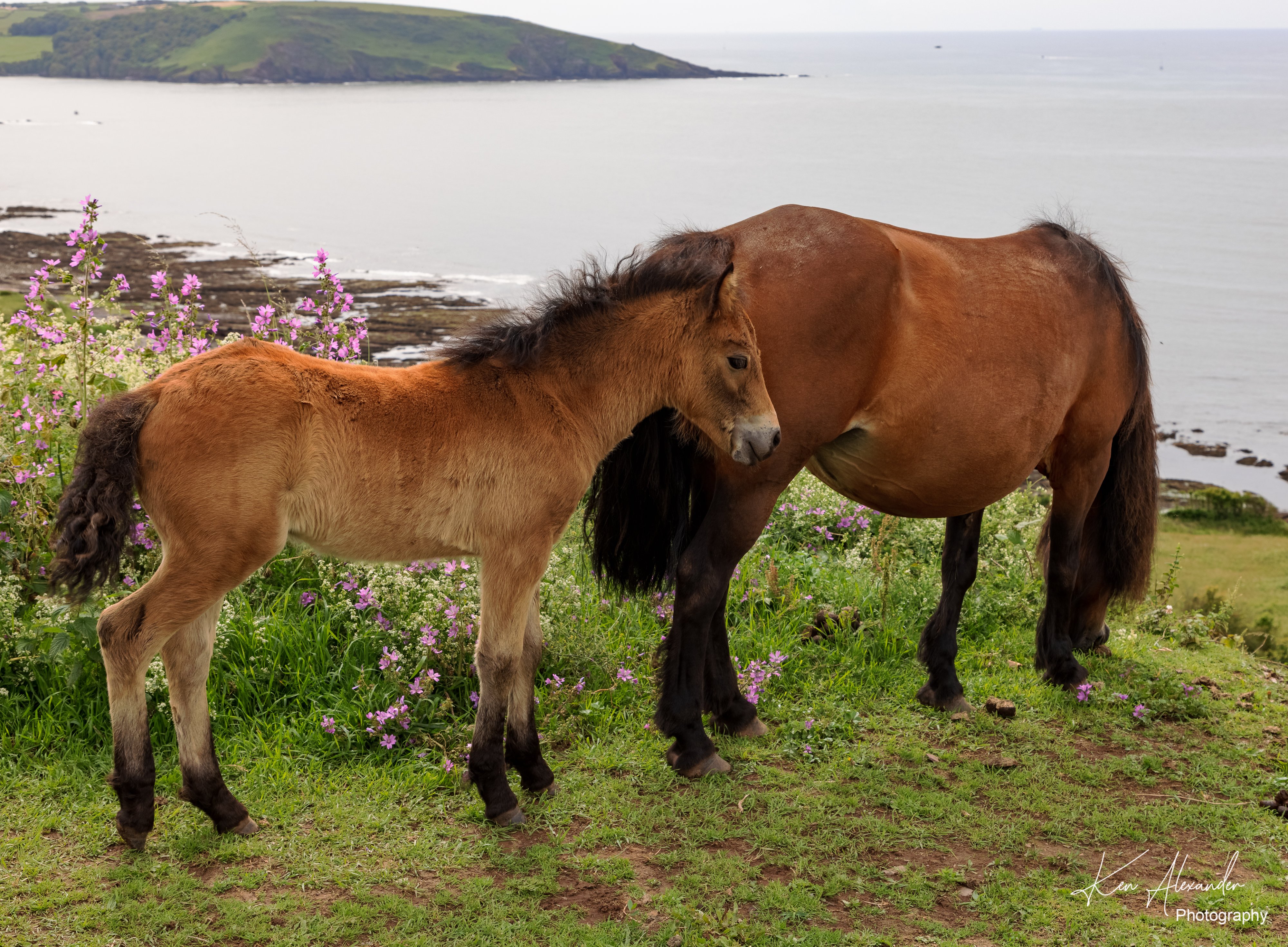 Wembury Hols-June_July-2021_KR5--466.jpg