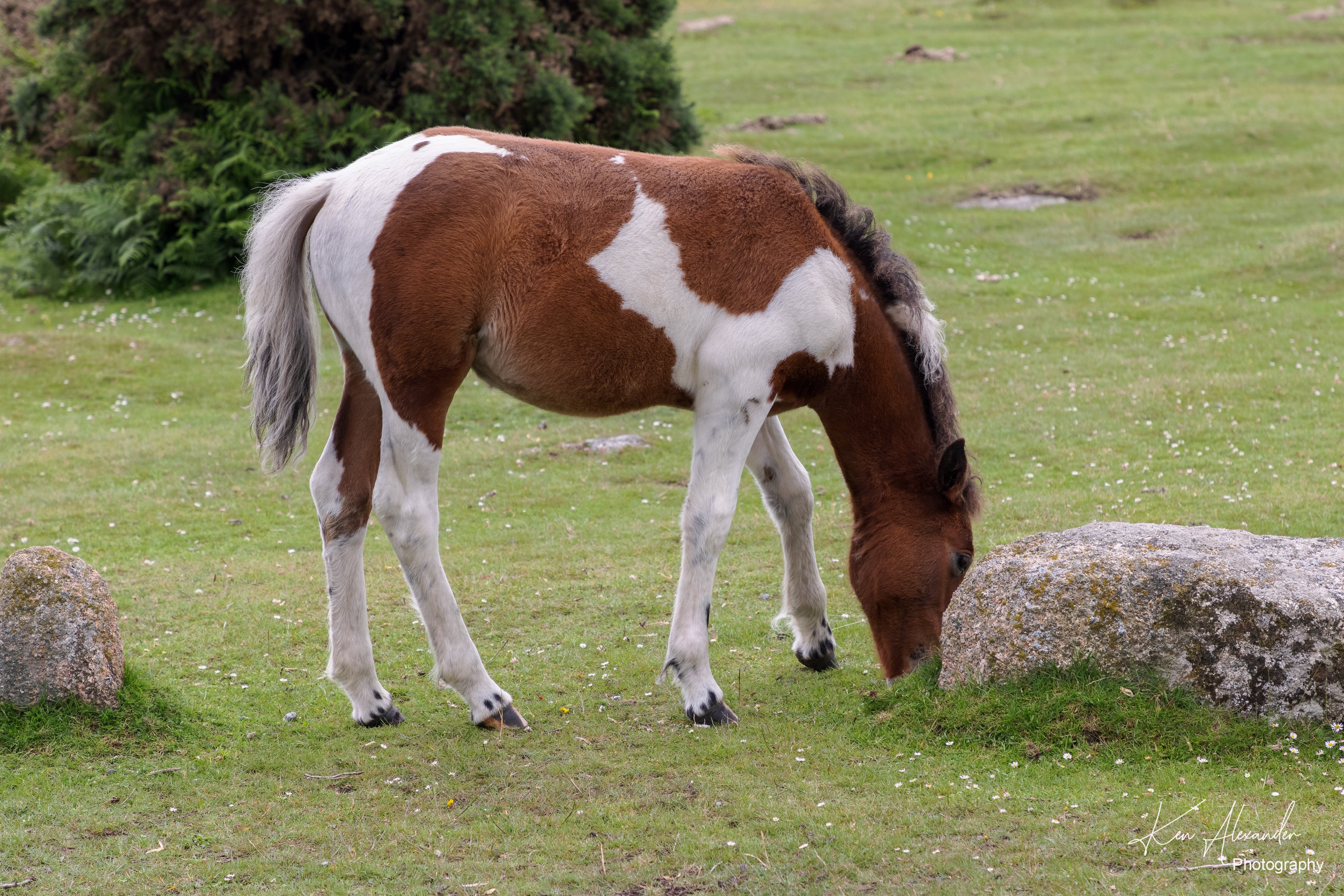 Wembury Hols-June_July-2021_KR5-592.jpg