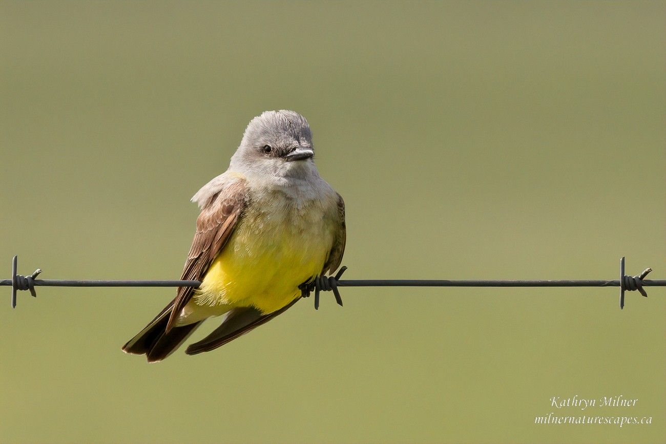 Western Kingbird.jpg