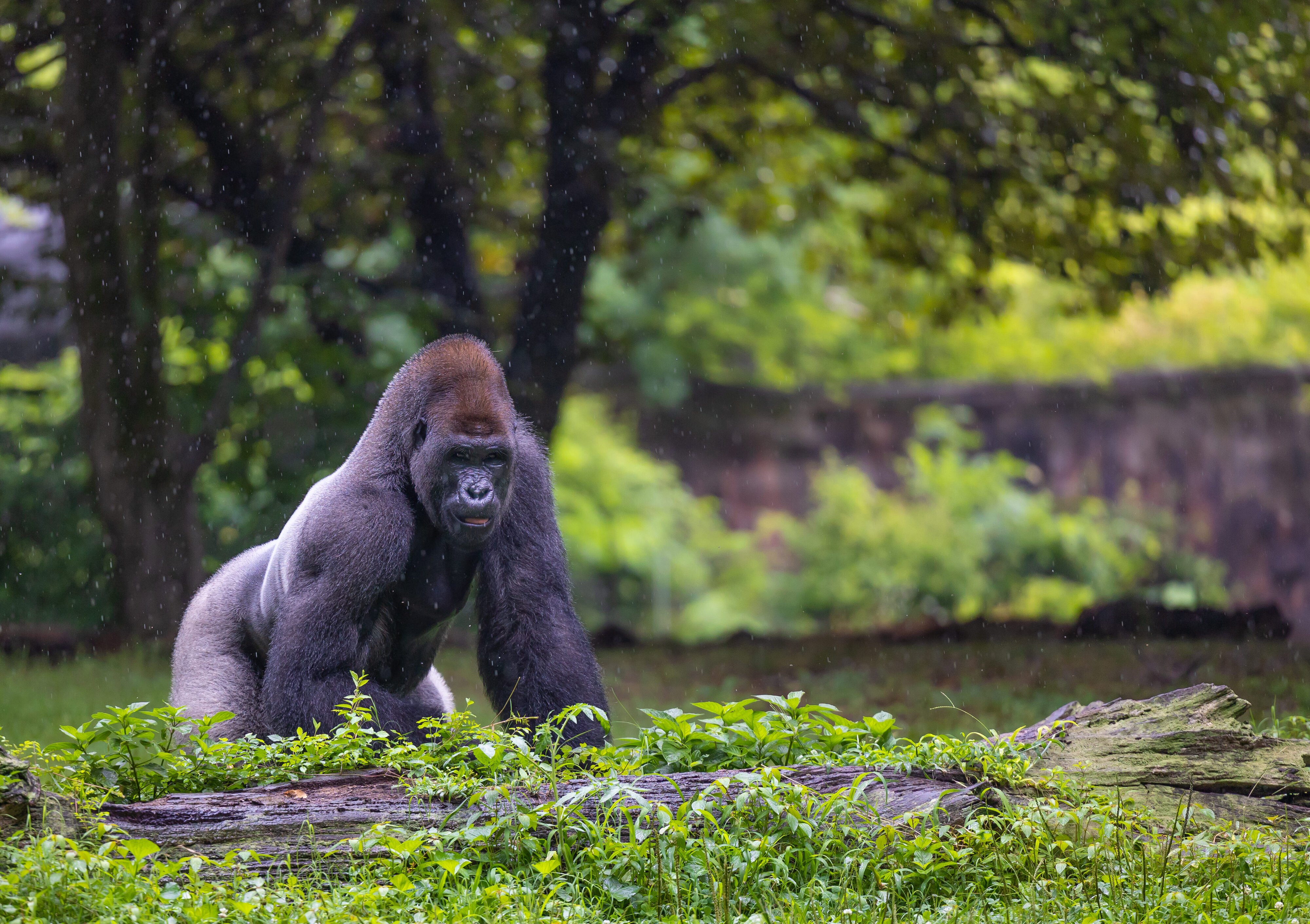 Western Lowland Gorilla in the Rain